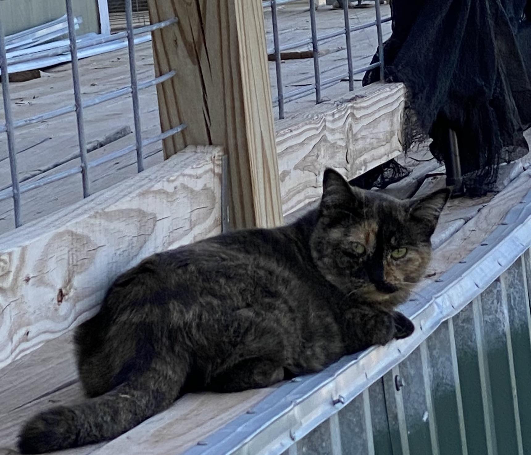 Consuela, an adoptable Tortoiseshell in Snyder, TX, 79550 | Photo Image 1