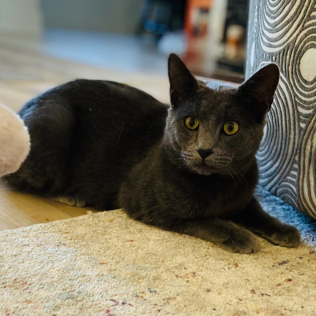 Slater, a Adoptable mixed breed in Flower Mound, TX image 1/6