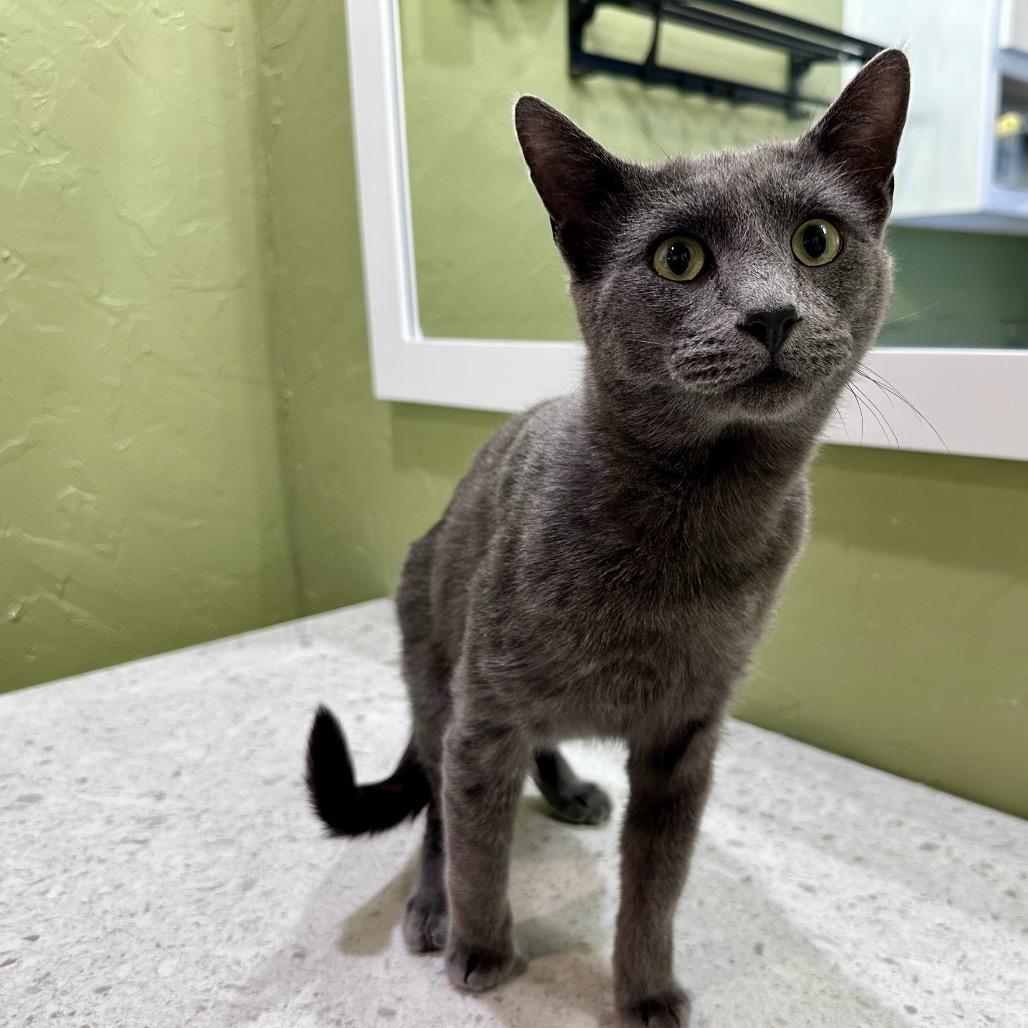 Slater, a Adoptable mixed breed in Flower Mound, TX image 2/6