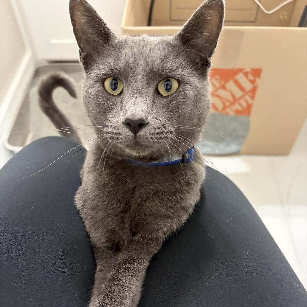 Slater, a Adoptable mixed breed in Flower Mound, TX image 6/6