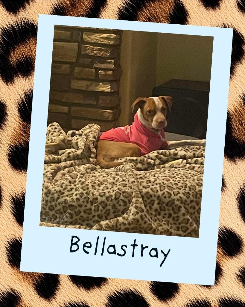 Bella Stray, Adoptable, Adult Female Mixed Breed.