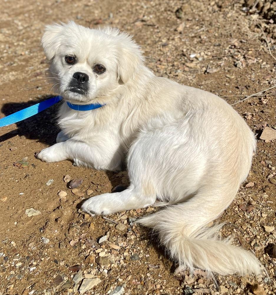 Enlarge Mr. Muffins, a Adoptable mixed breed in Jamestown, CA image 6/6