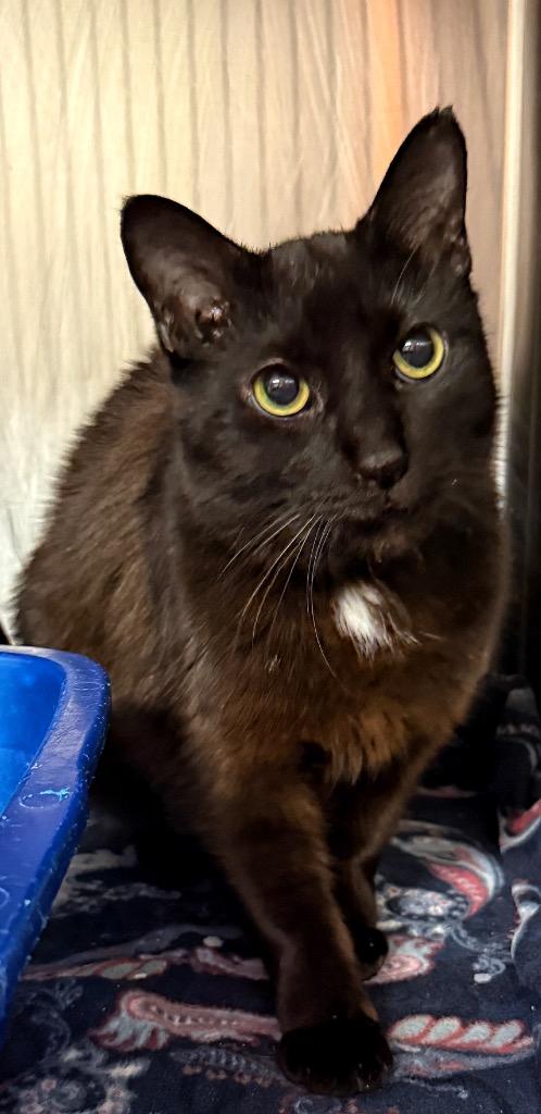 Mr.Monster, Adoptable, Adult Male Domestic Short Hair.