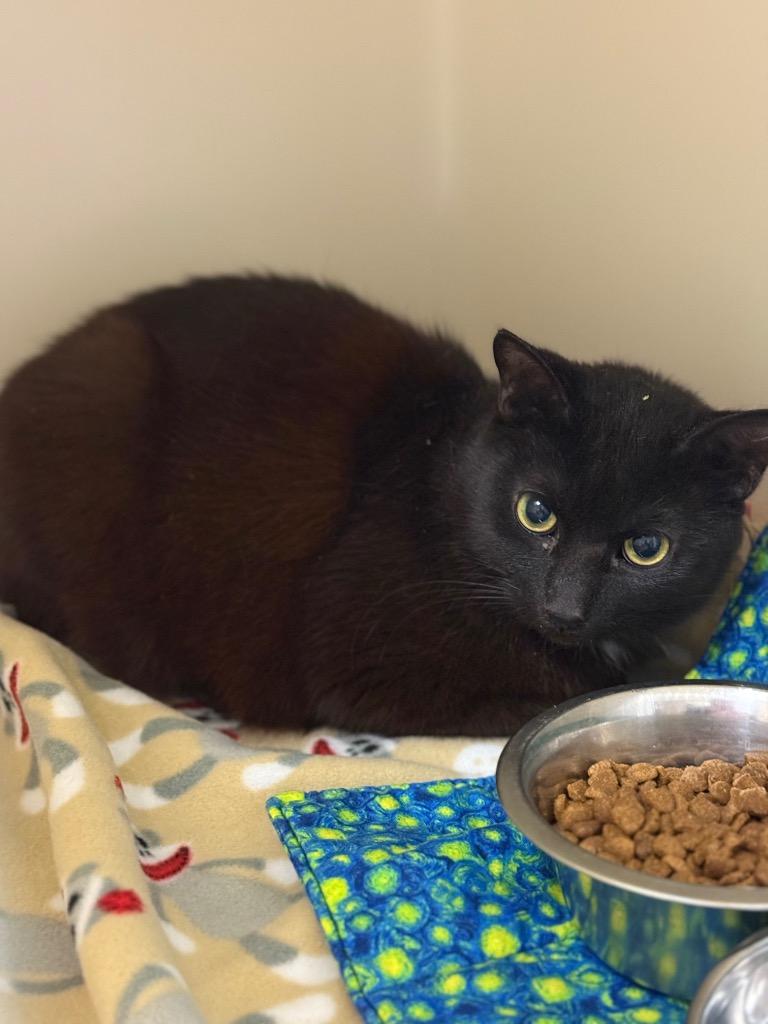 Mr.Monster, Adoptable, Adult Male Domestic Short Hair.