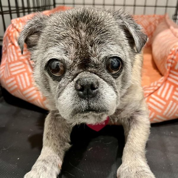 Alden, Adult Male Pug