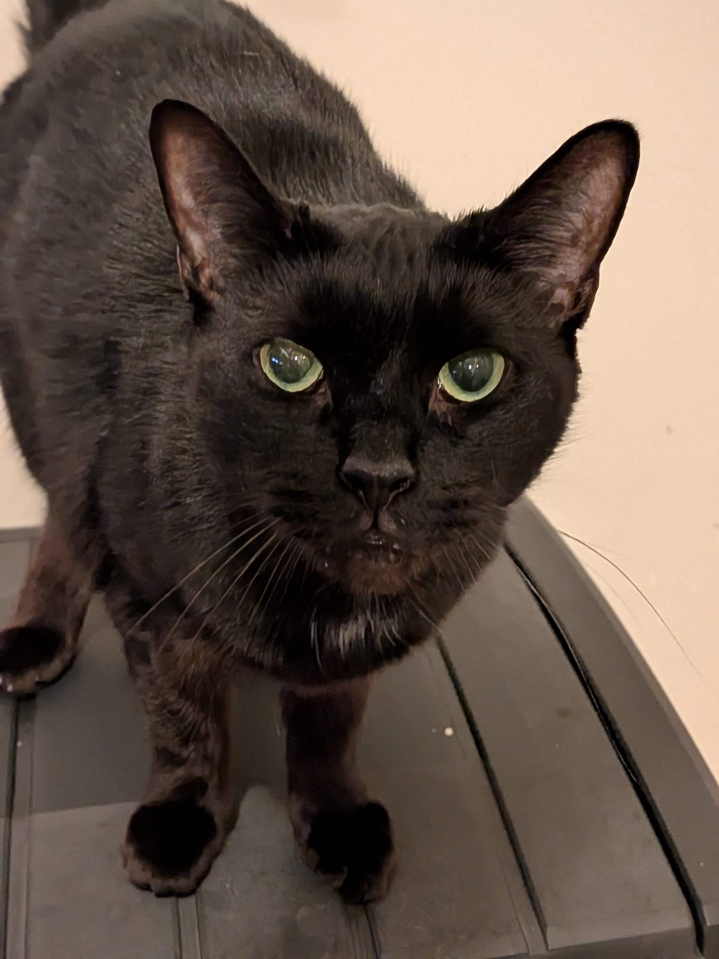 Enlarge Raven, a Adoptable Domestic Short Hair in Newburgh, NY image 1/4