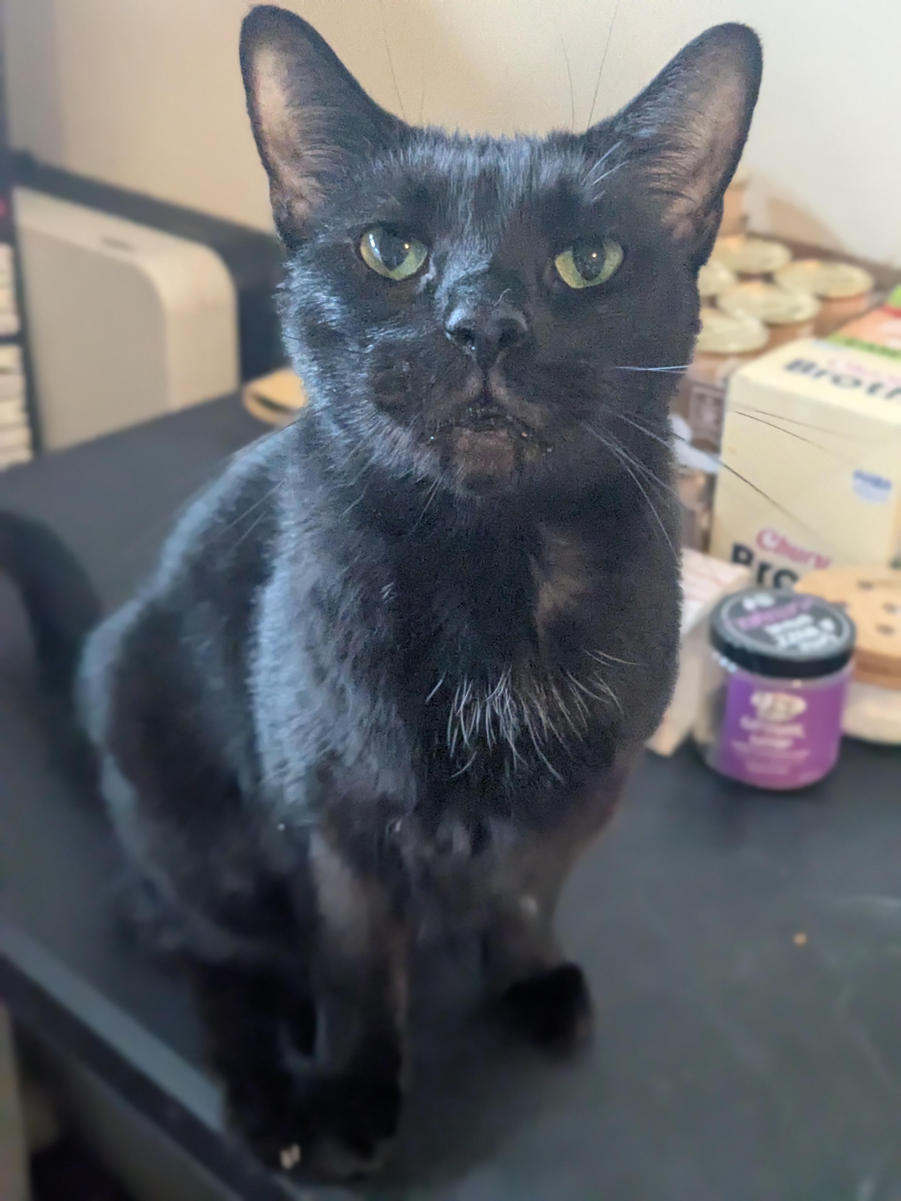 Raven, Adoptable, Adult Female Domestic Short Hair.
