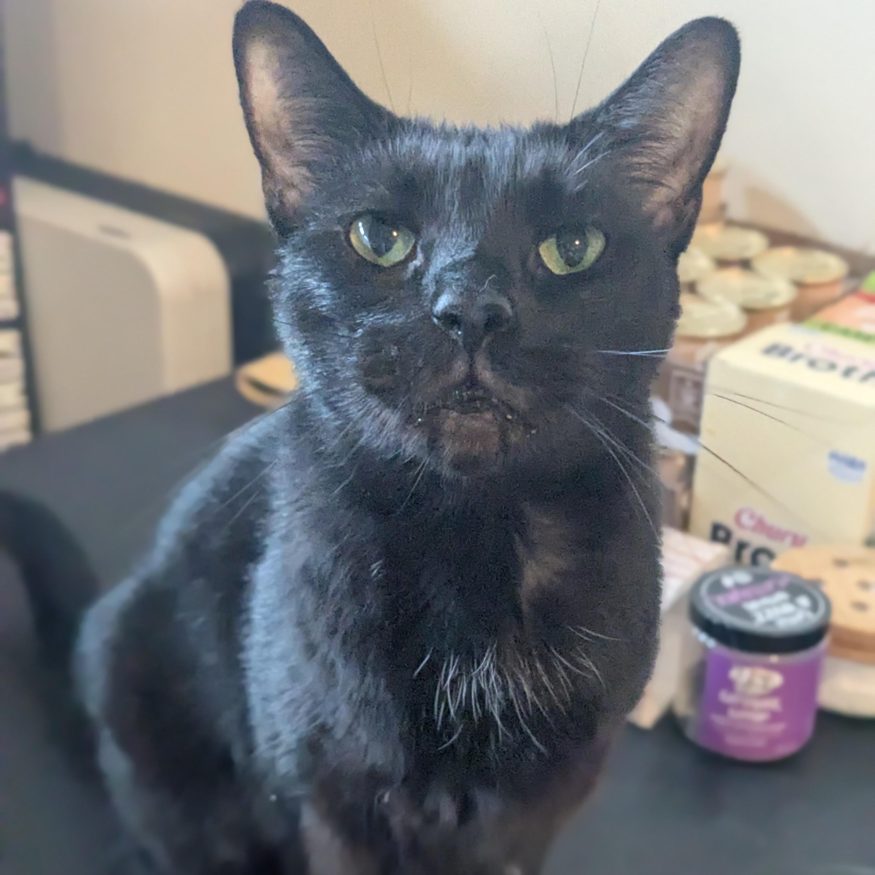 Enlarge Raven, a Adoptable Domestic Short Hair in Newburgh, NY image 1/6