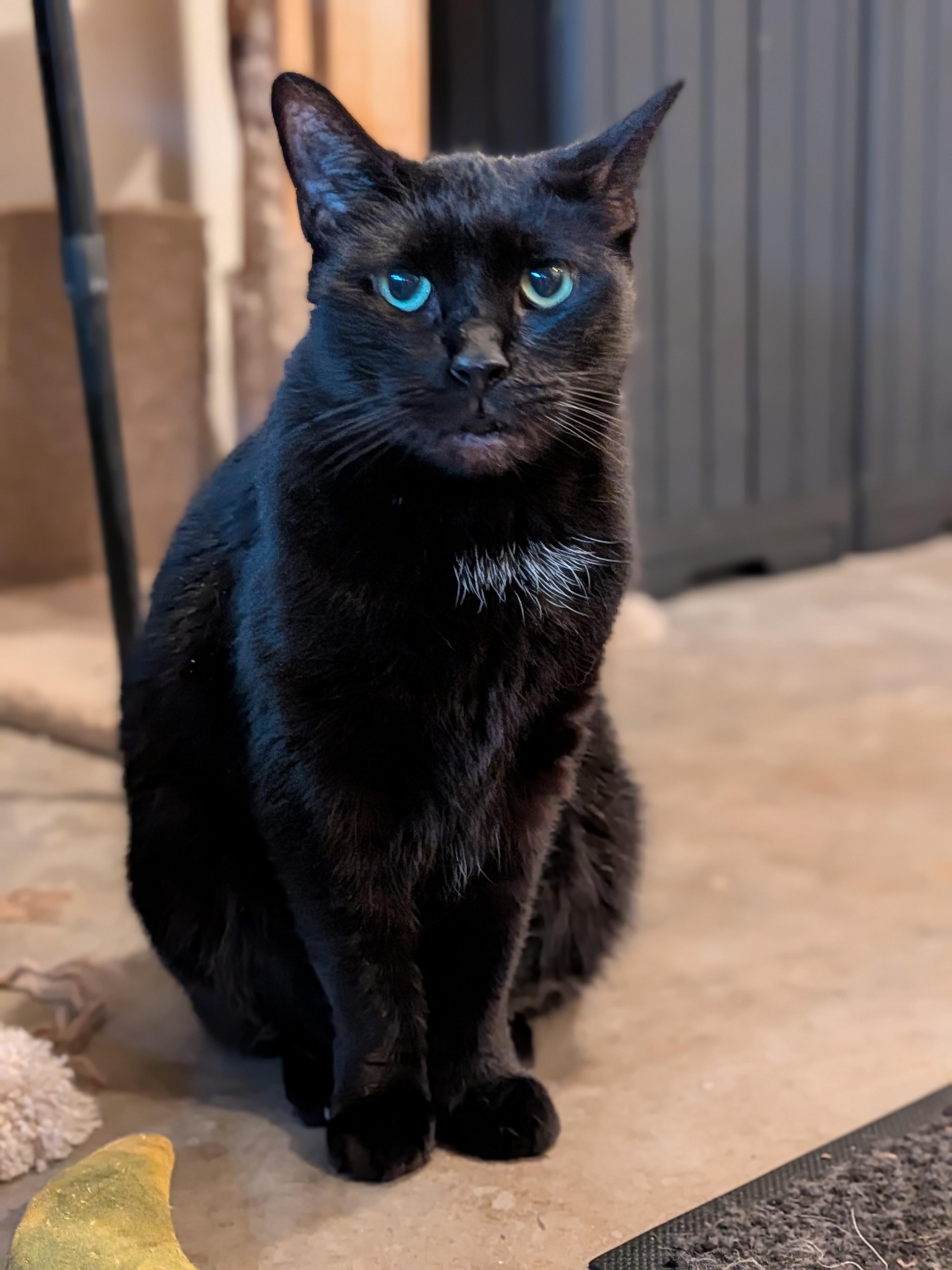 Enlarge Raven, a Adoptable Domestic Short Hair in Newburgh, NY image 3/6