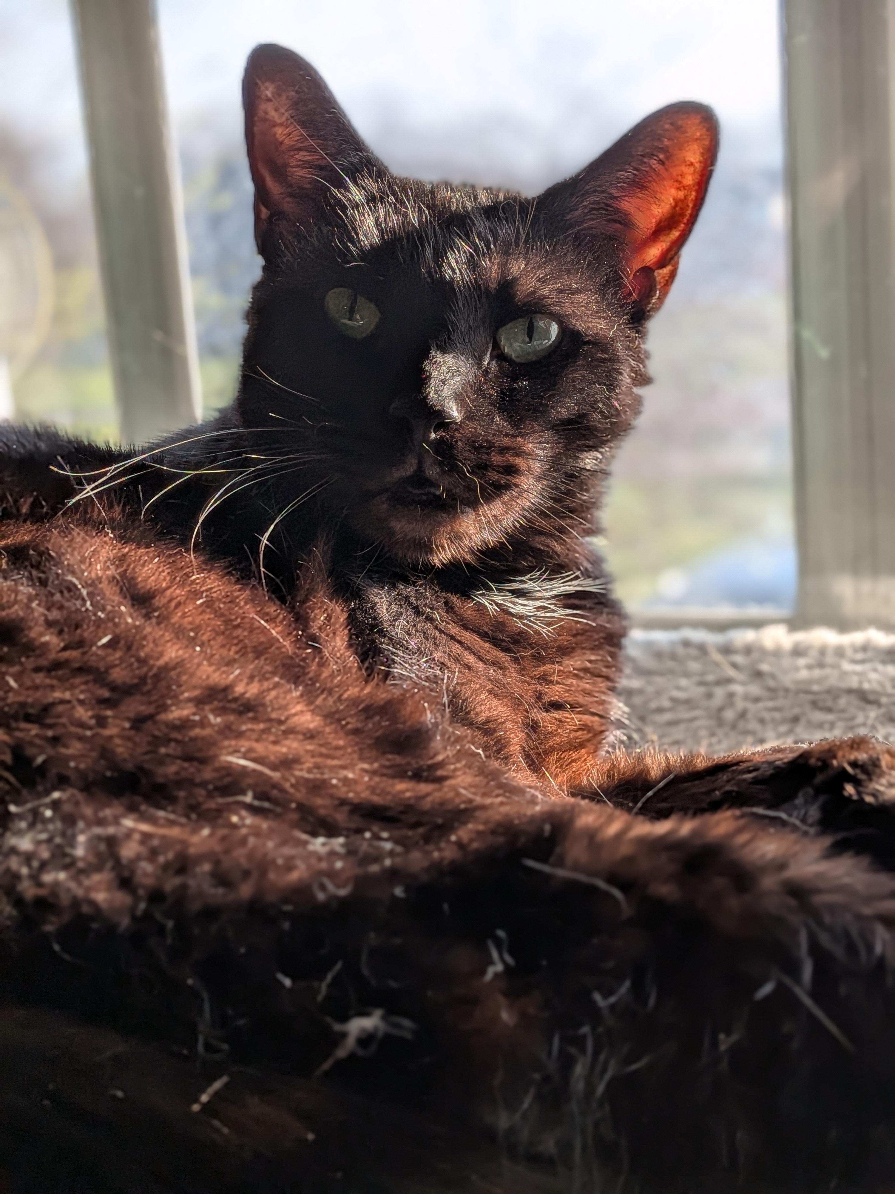 Raven, a Adoptable Domestic Short Hair in Newburgh, NY image 1/6