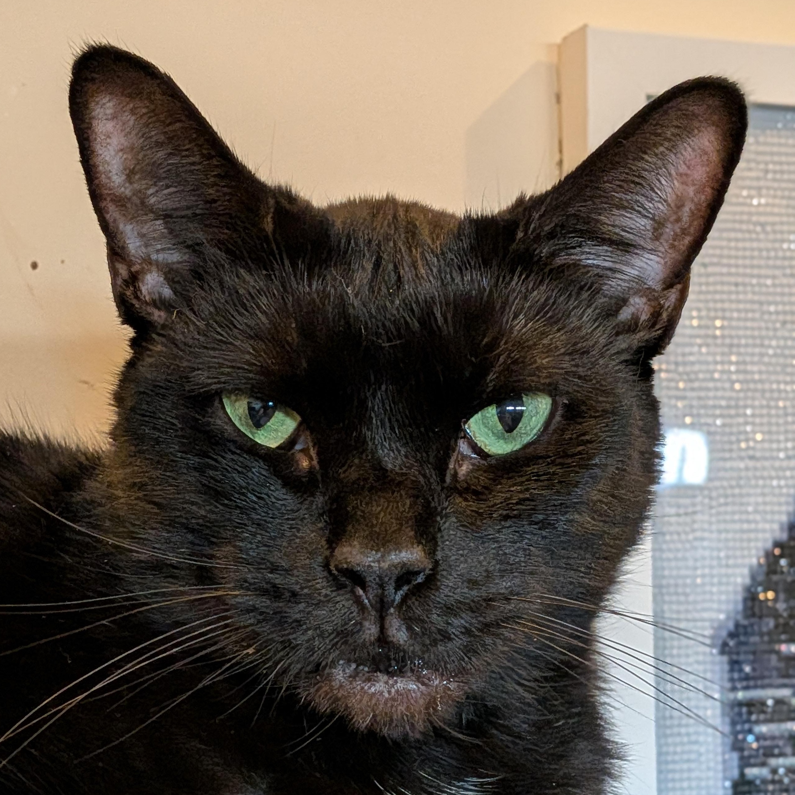 Enlarge Raven, a Adoptable Domestic Short Hair in Newburgh, NY image 4/6