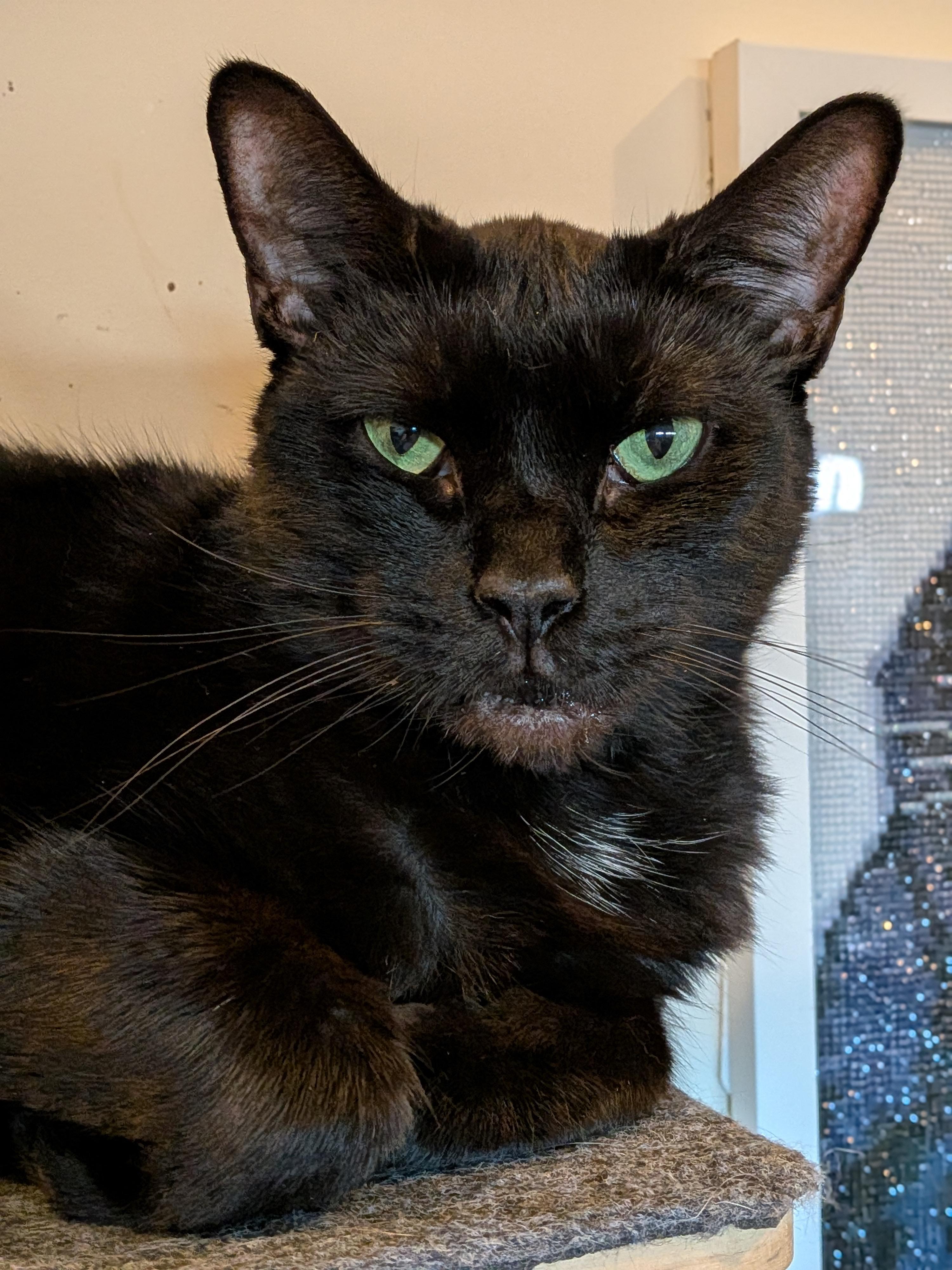 Enlarge Raven, a Adoptable Domestic Short Hair in Newburgh, NY image 2/4