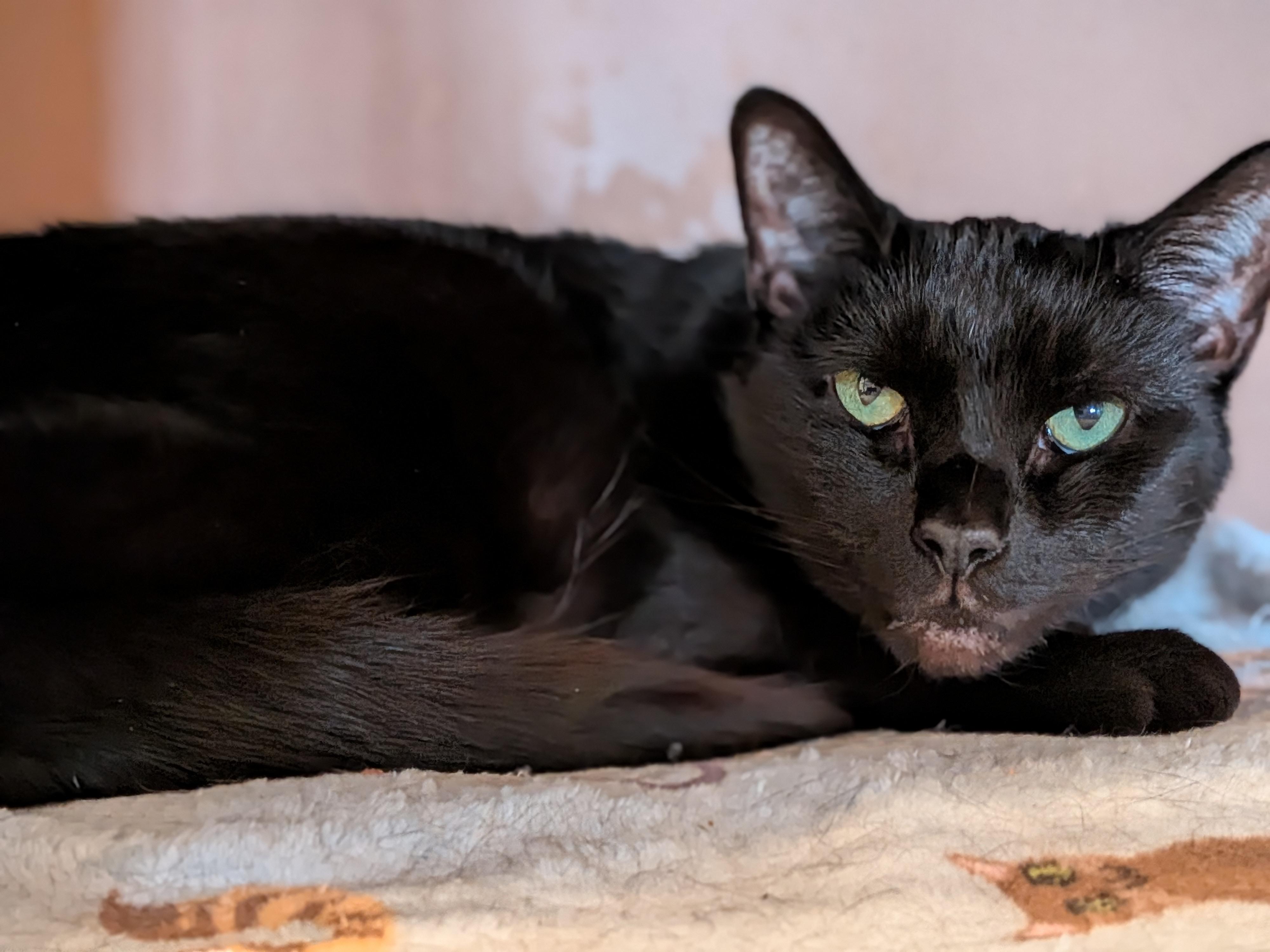 Enlarge Raven, a Adoptable Domestic Short Hair in Newburgh, NY image 2/6