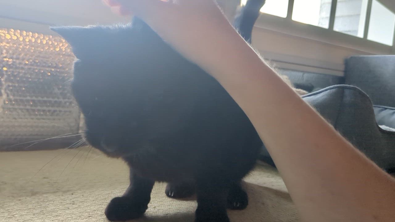 Enlarge Raven, a Adoptable Domestic Short Hair in Newburgh, NY video 4/4