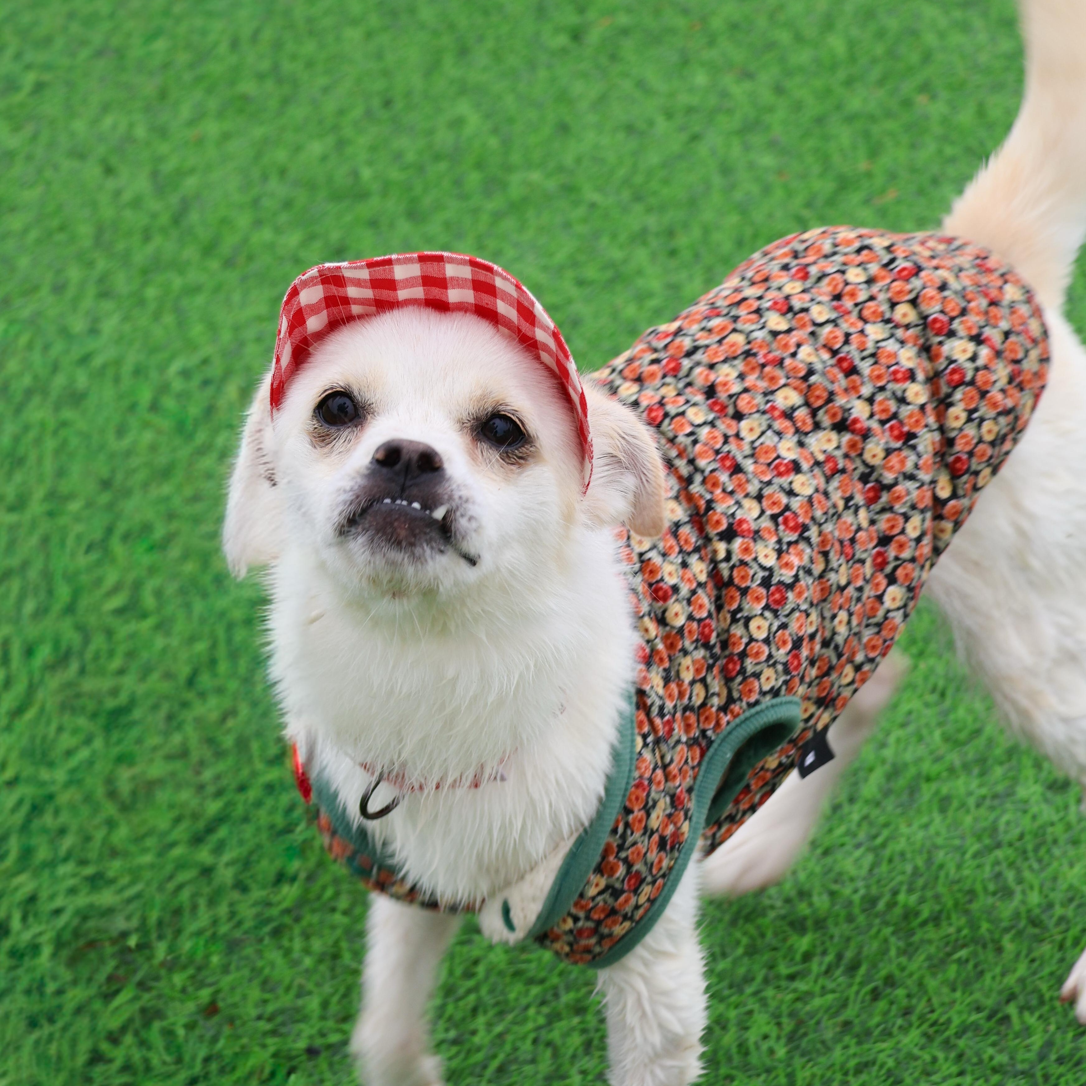 Nini, a Adoptable mixed breed in Philadelphia , PA image 3/6