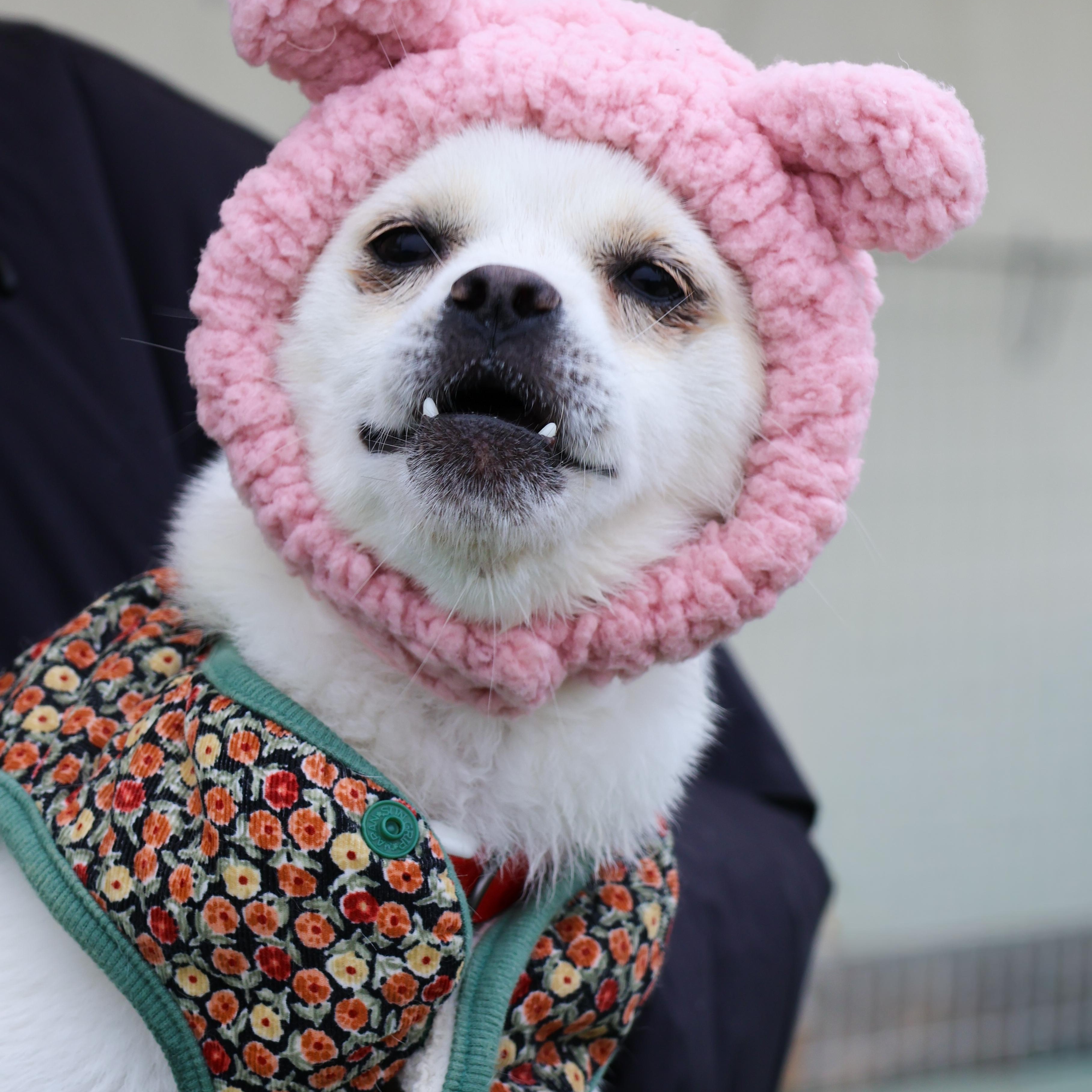 Nini, a Adoptable mixed breed in Philadelphia , PA image 4/6