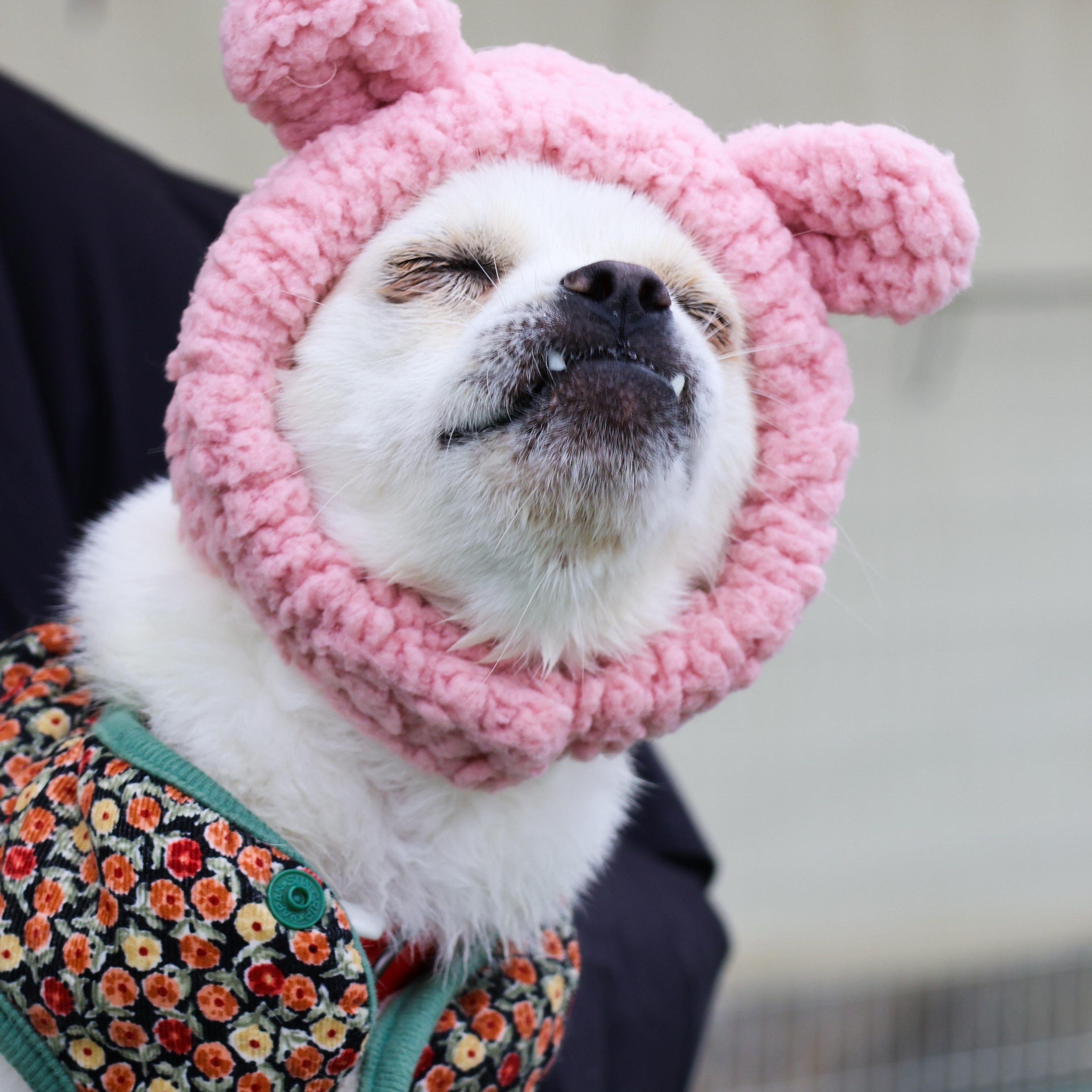 Nini, a Adoptable mixed breed in Philadelphia , PA image 5/6