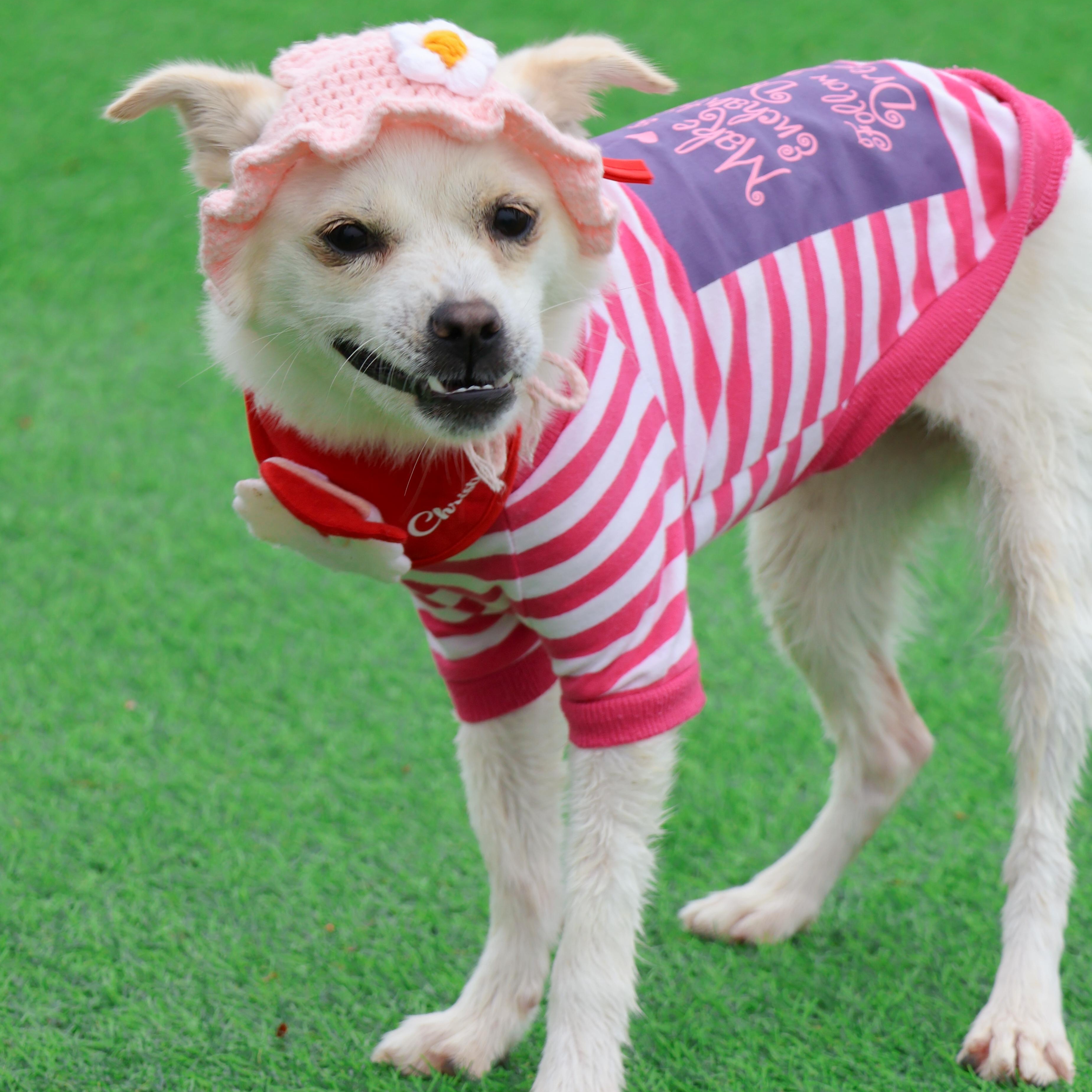 Nini, a Adoptable mixed breed in Philadelphia , PA image 6/6