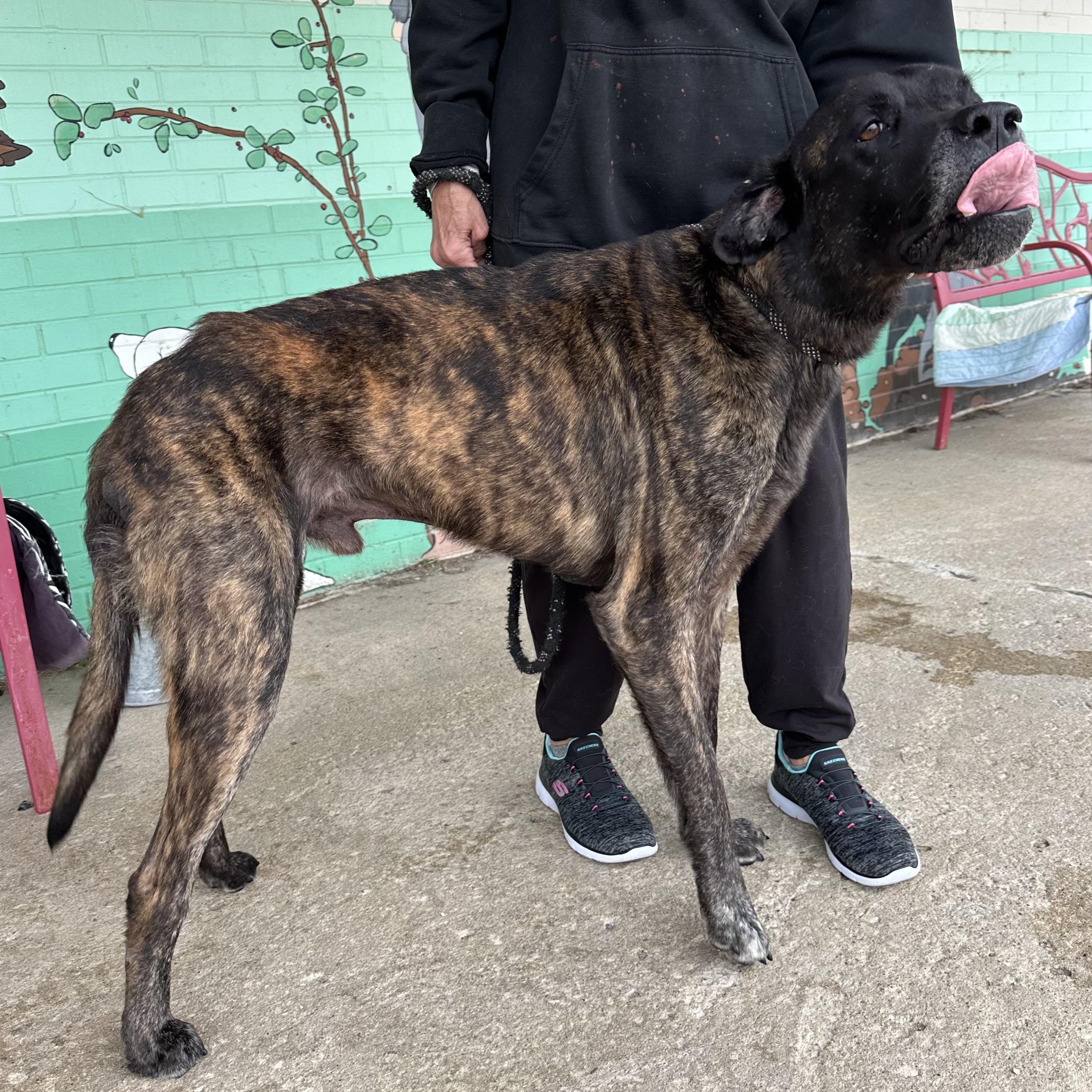 Duke, a Adoptable mixed breed in Trenton, MO image 1/6