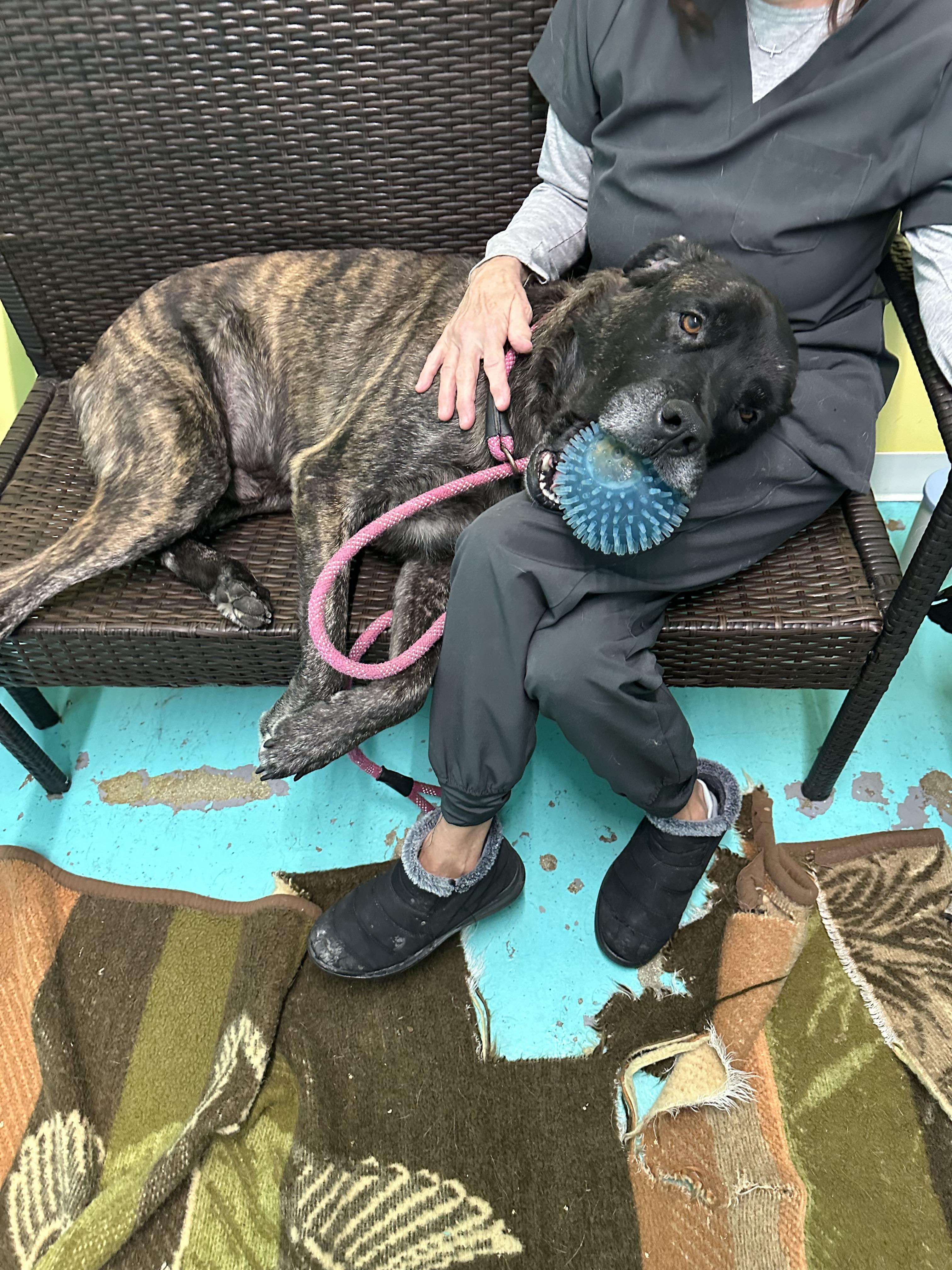 Duke, a Adoptable mixed breed in Trenton, MO image 2/6