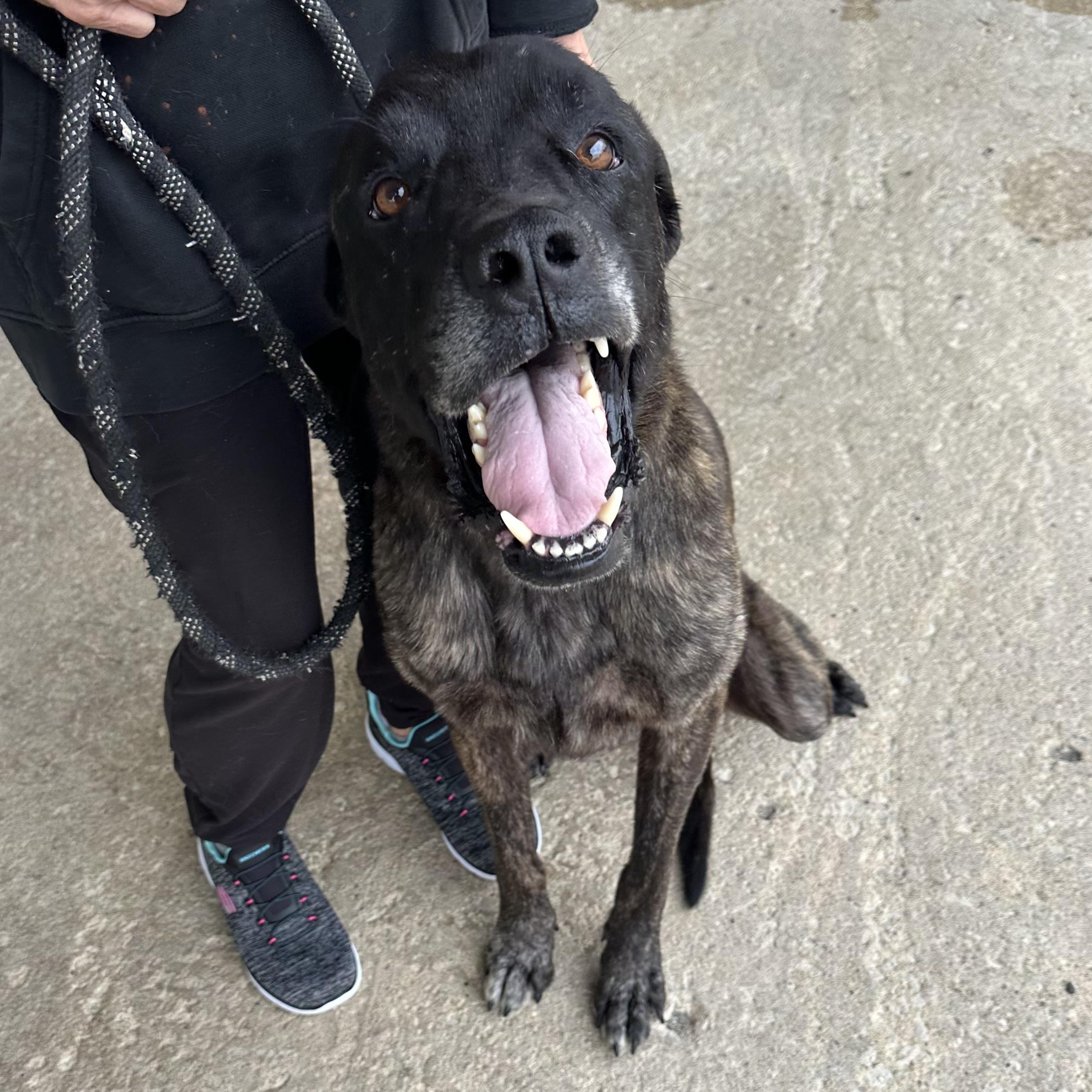 Duke, a Adoptable mixed breed in Trenton, MO image 3/6