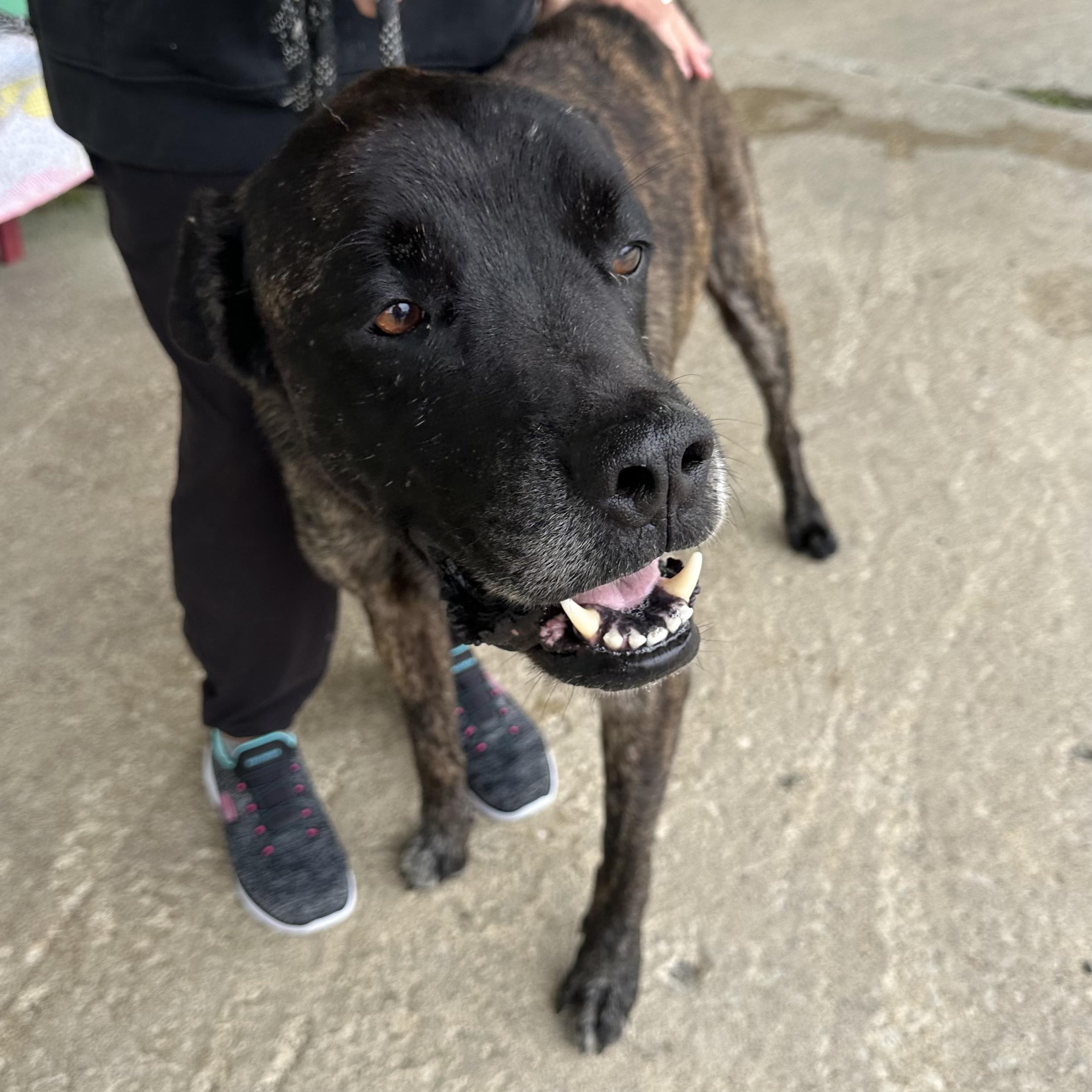Duke, a Adoptable mixed breed in Trenton, MO image 4/6