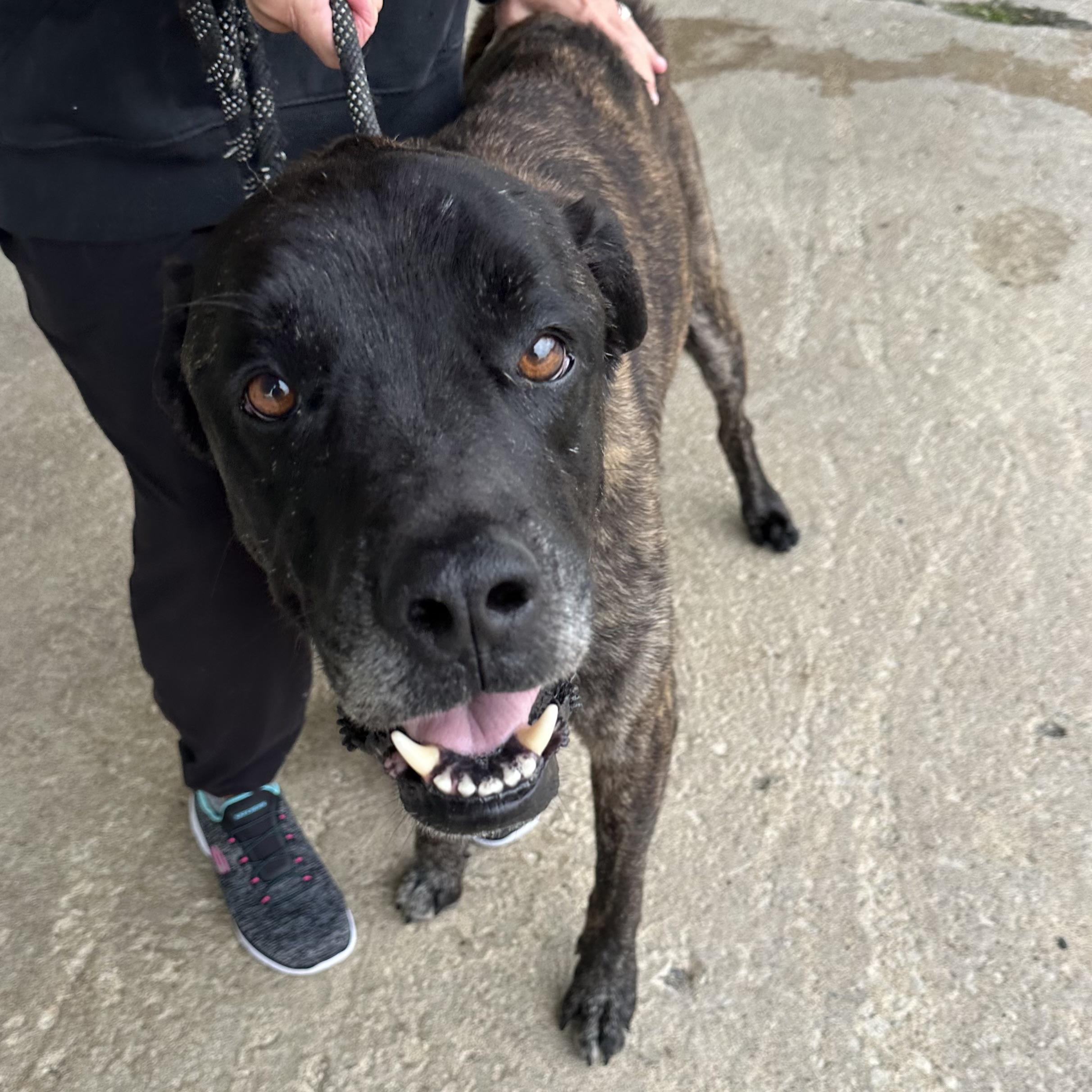 Duke, a Adoptable mixed breed in Trenton, MO image 6/6