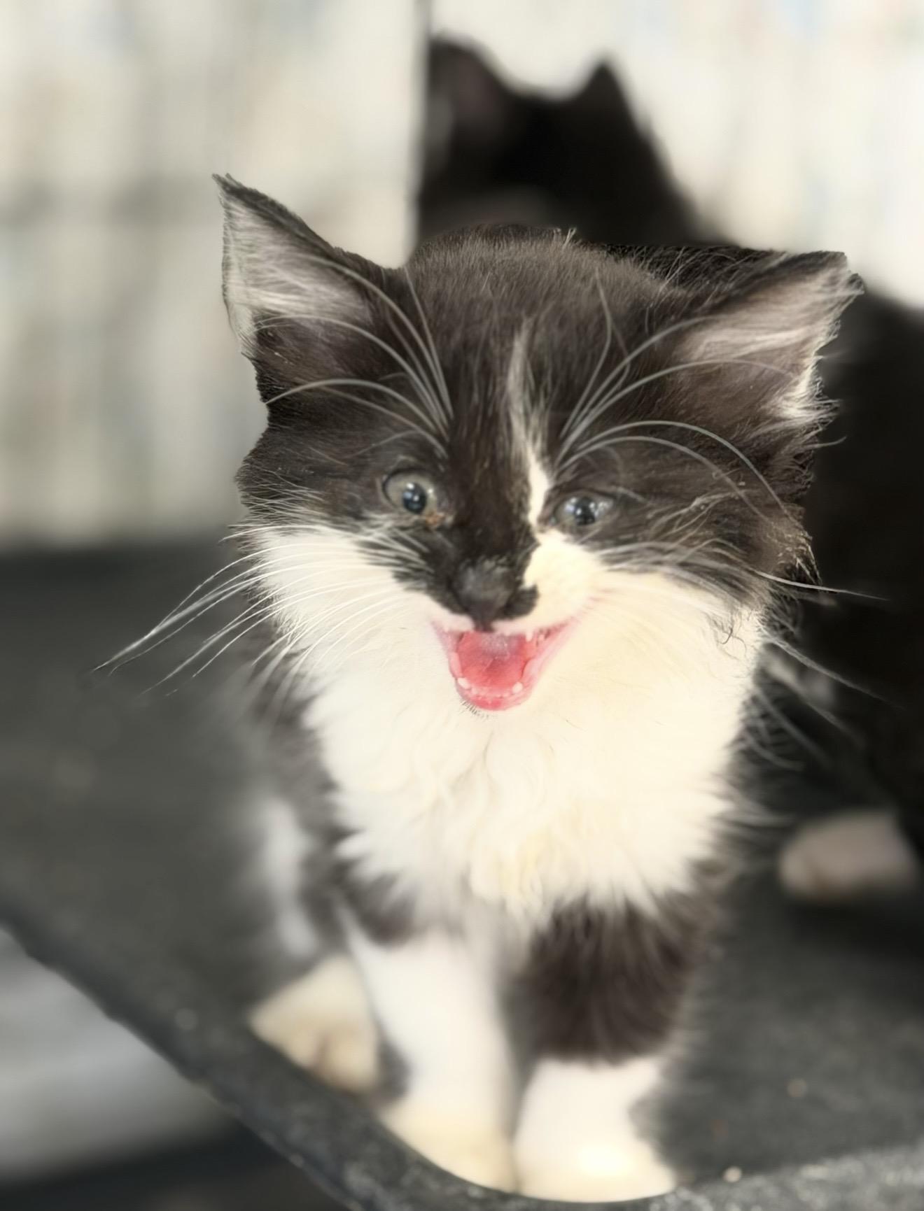 Enlarge Karma, a ADOPTABLE Domestic Medium Hair in Fertile, MN image 3/3