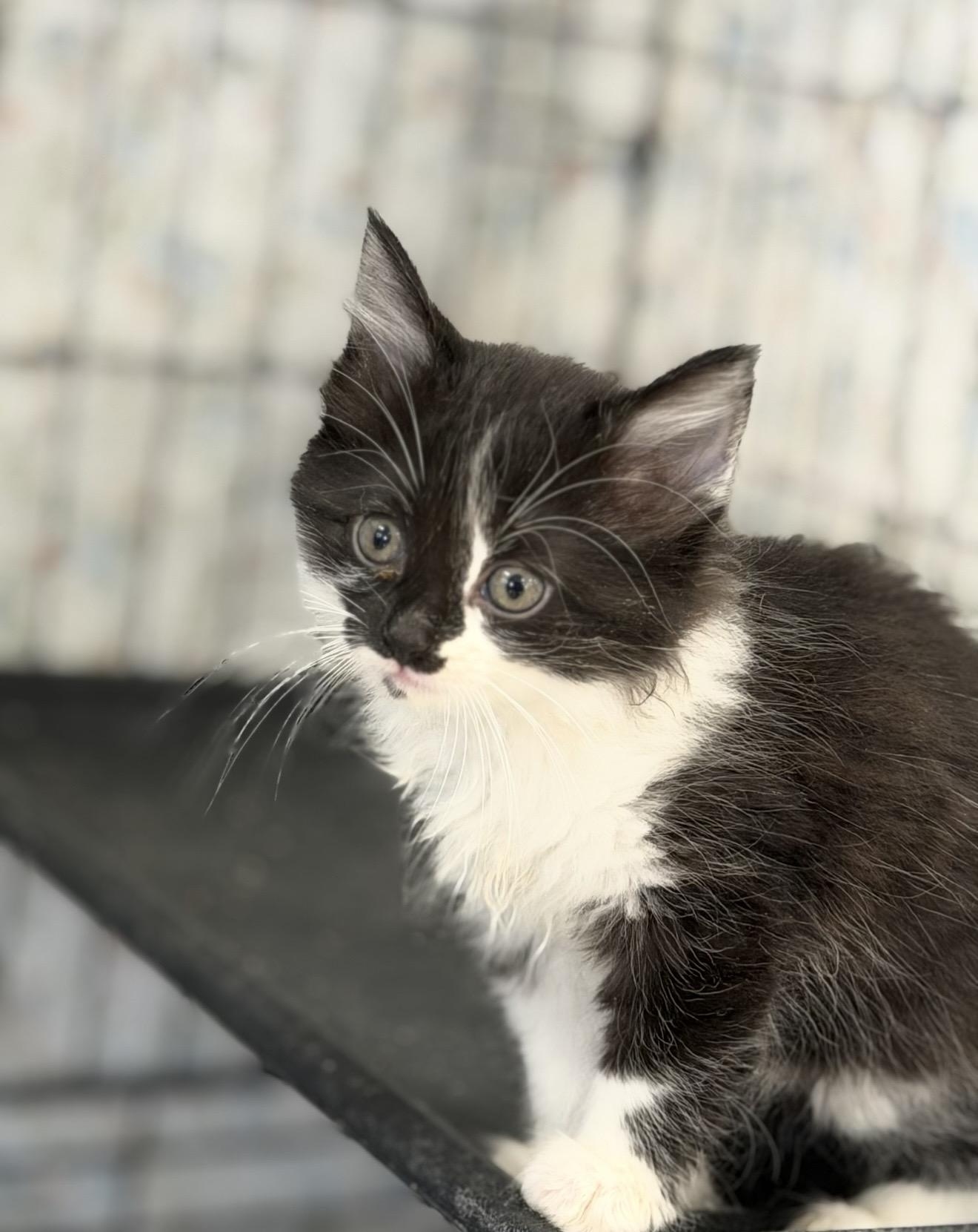 Enlarge Karma, a ADOPTABLE Domestic Medium Hair in Fertile, MN image 2/3