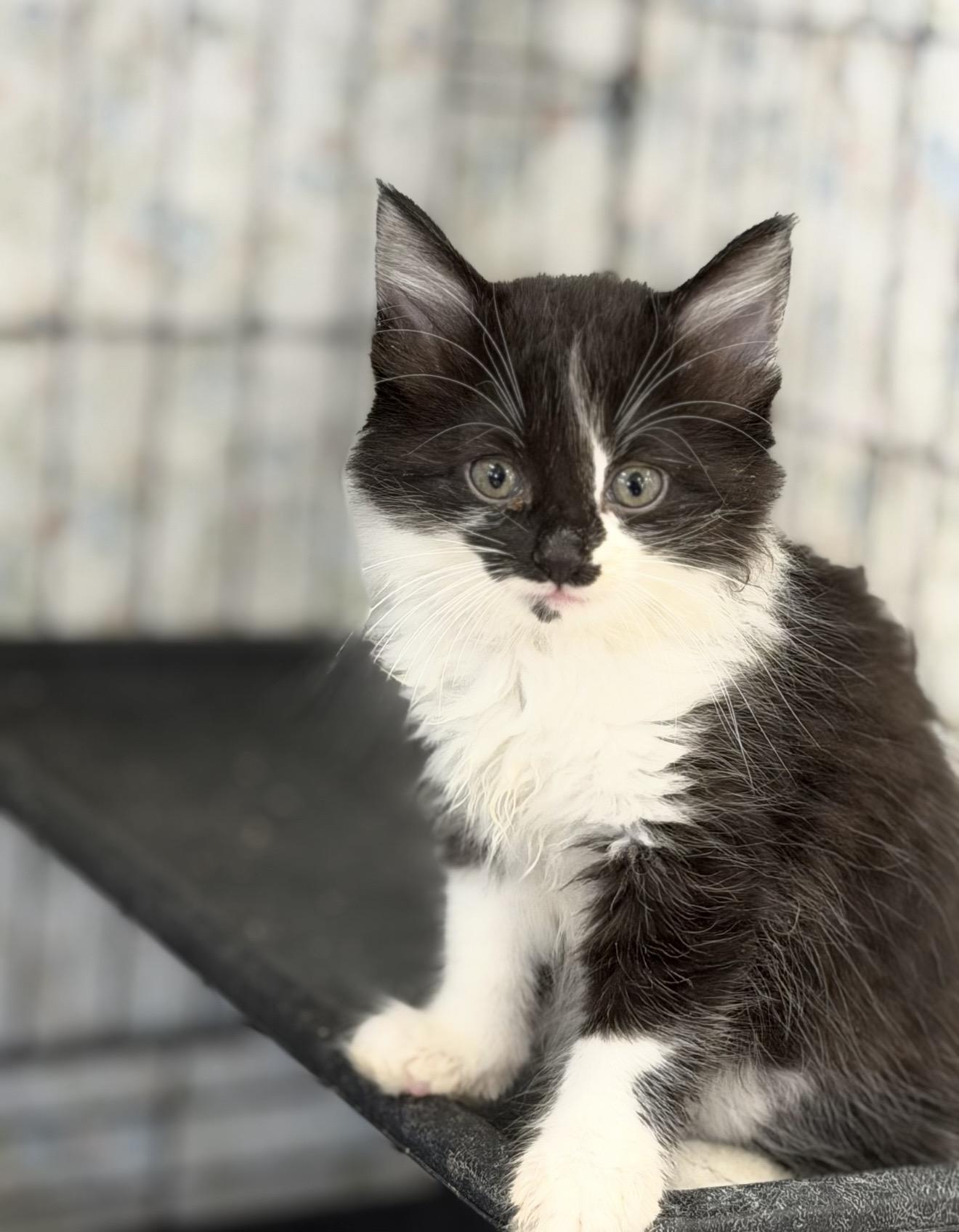 Karma, ADOPTABLE, Kitten Female Domestic Medium Hair.