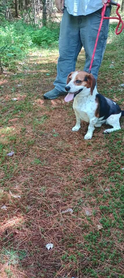 Enlarge LUKE, a Adoptable Beagle in Wolcott, VT image 1/2
