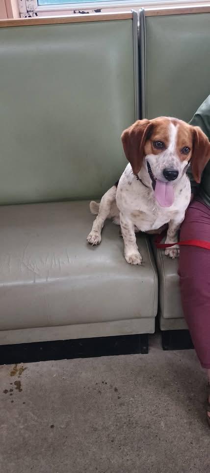 Enlarge LUKE, a Adoptable Beagle in Wolcott, VT image 2/2