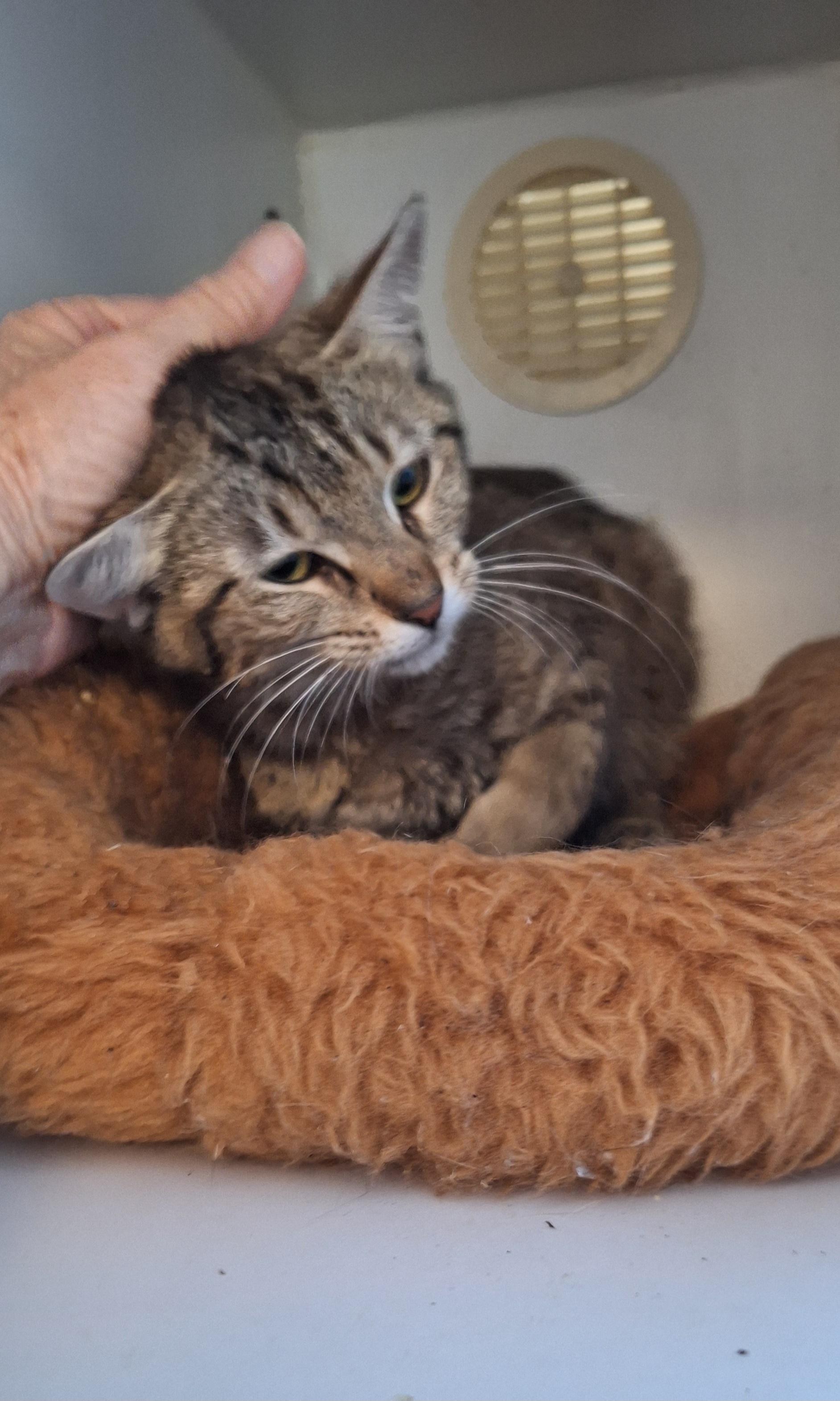 Cherish, a ADOPTABLE Tabby in Stanton, KY image 2/6