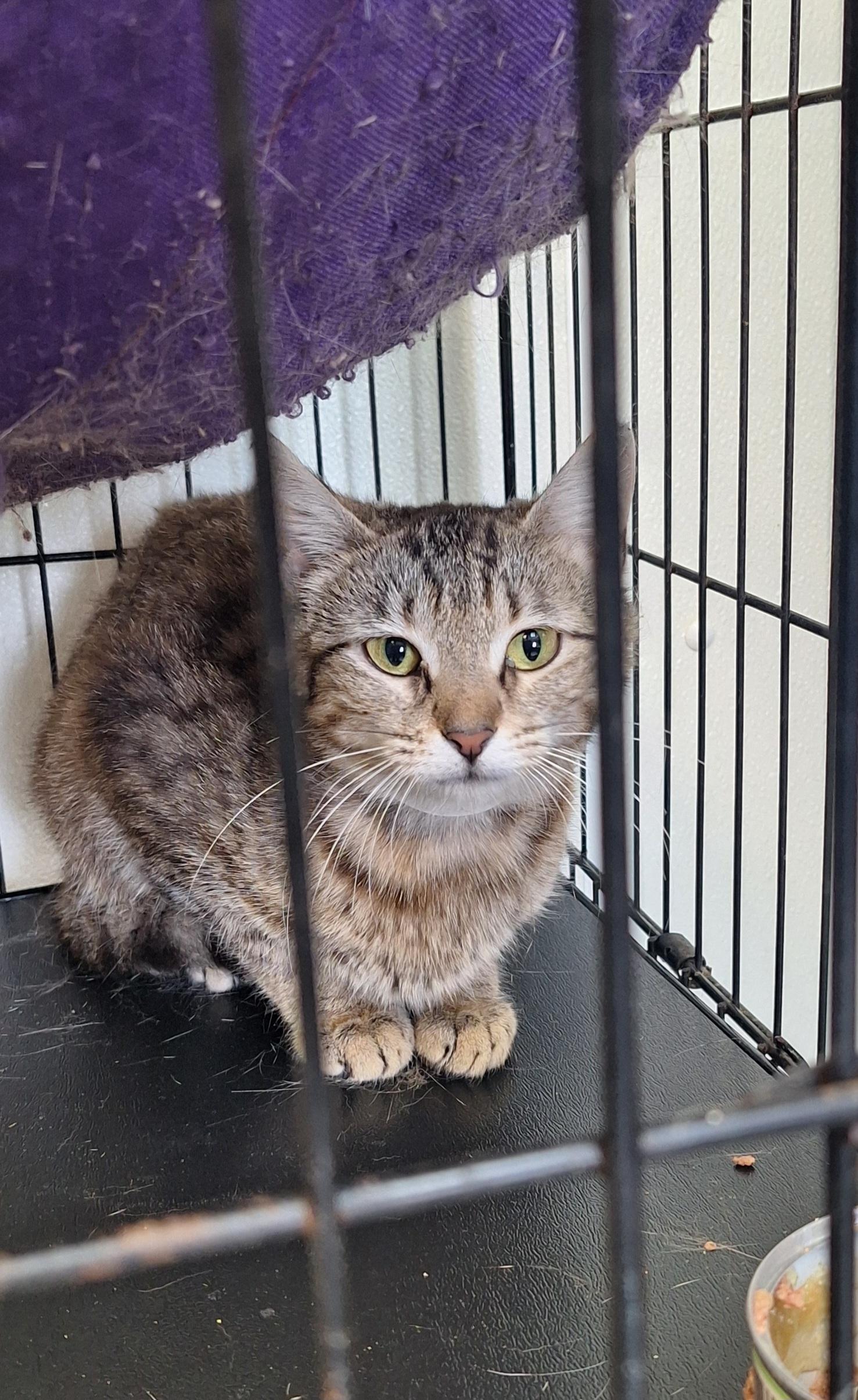 Cherish, a ADOPTABLE Tabby in Stanton, KY image 4/6