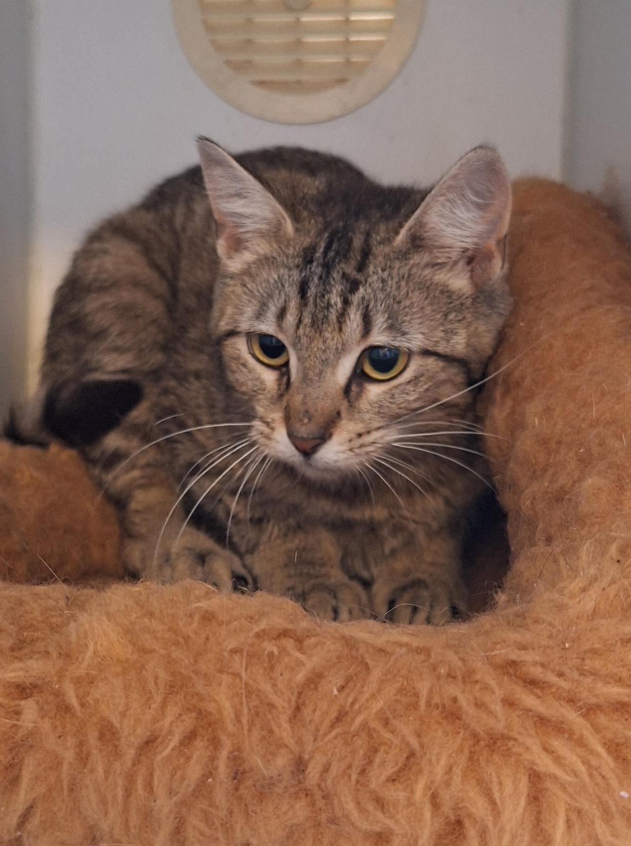 Cherish, a ADOPTABLE Tabby in Stanton, KY image 3/6