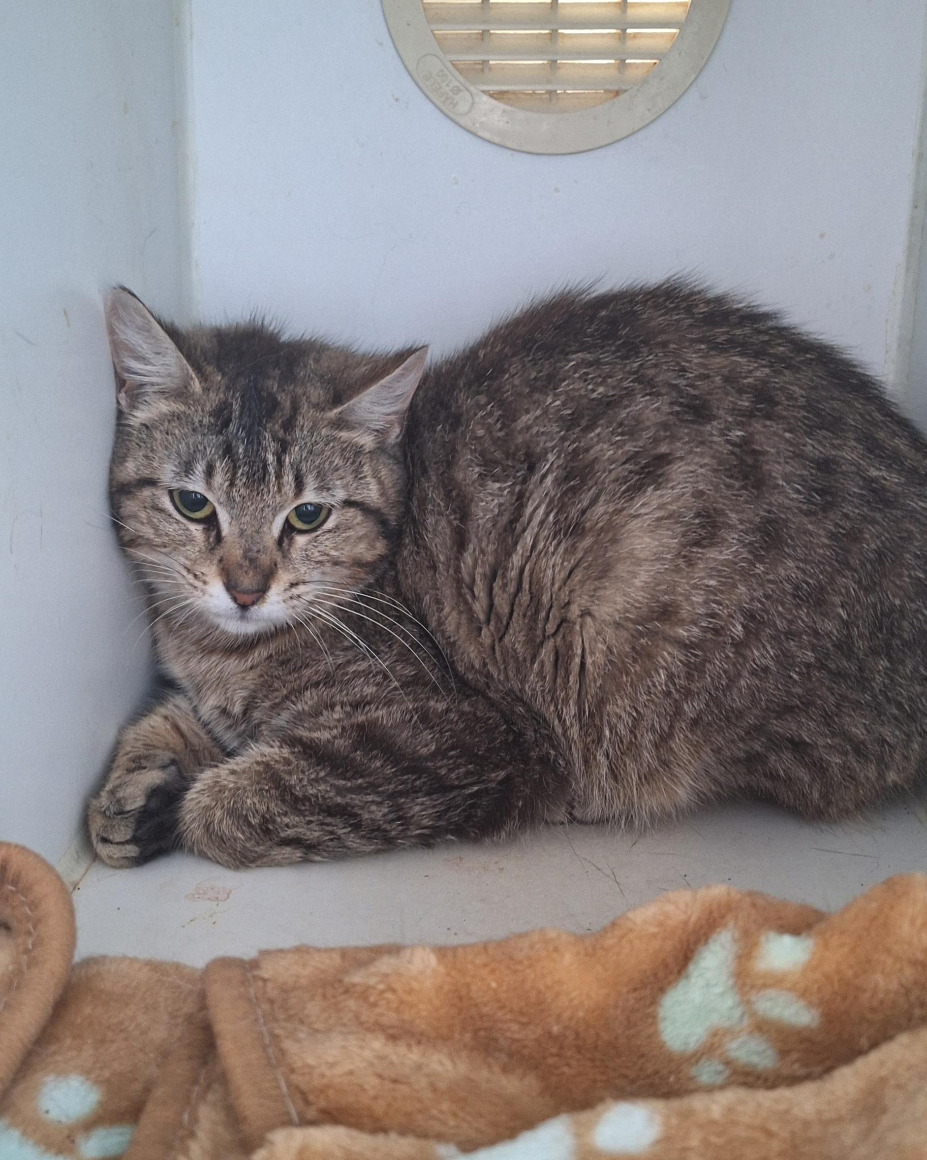 Cherish, a ADOPTABLE Tabby in Stanton, KY image 6/6