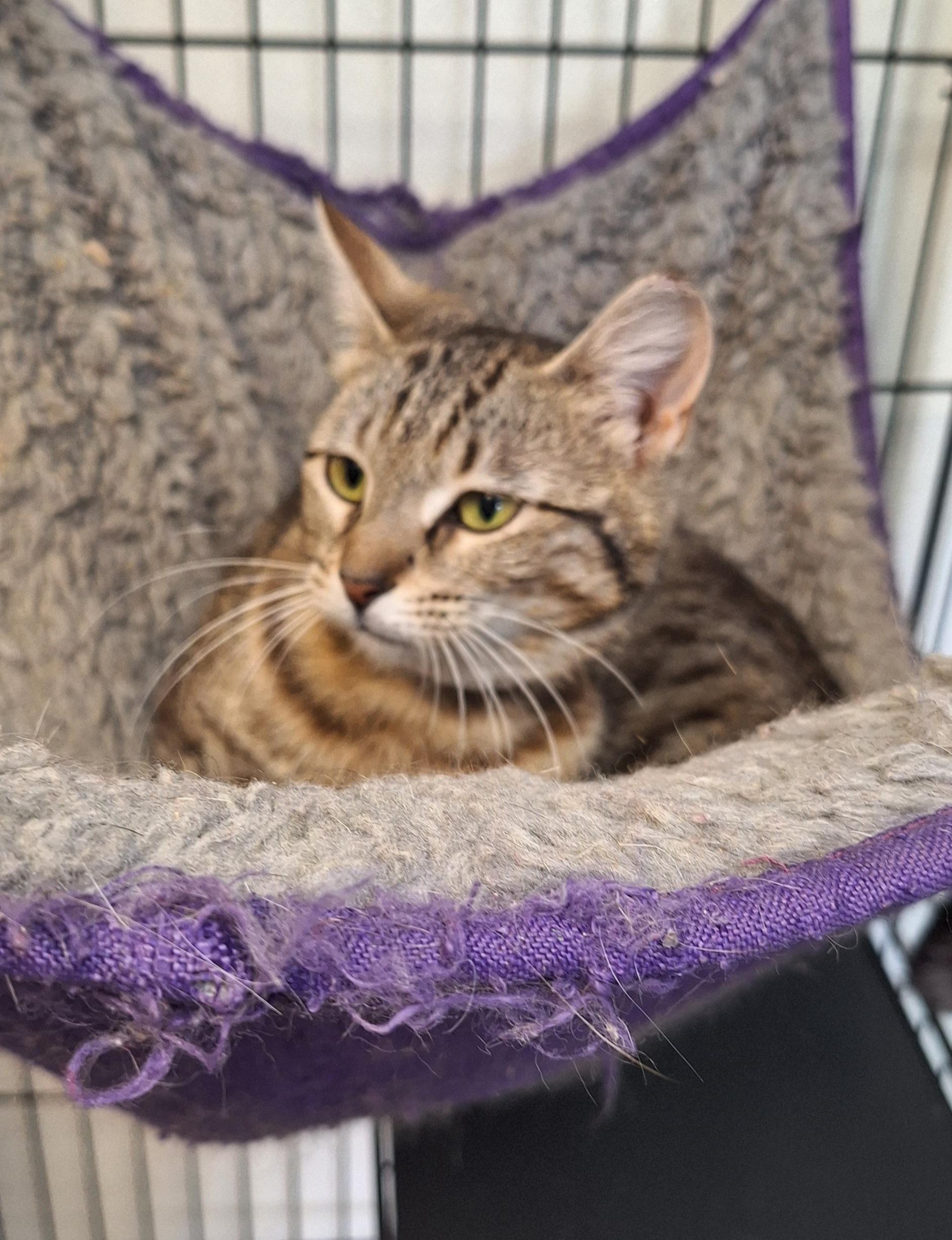 Cherish, a ADOPTABLE Tabby in Stanton, KY image 1/6