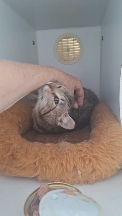 Enlarge Cherish, a ADOPTABLE Tabby in Stanton, KY video 5/6