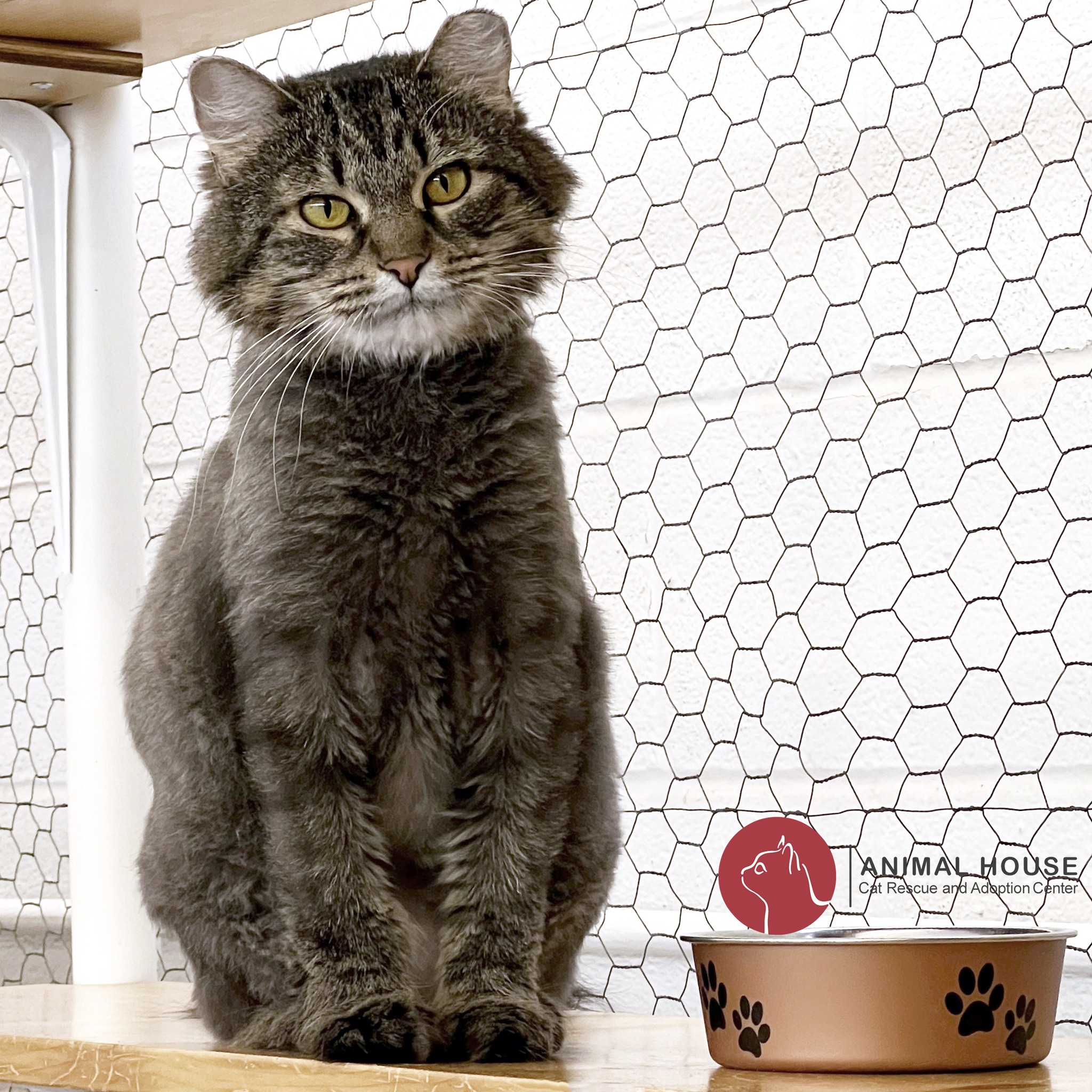 Gabrielle, an adopted Domestic Medium Hair in St. Louis, MO_image-1