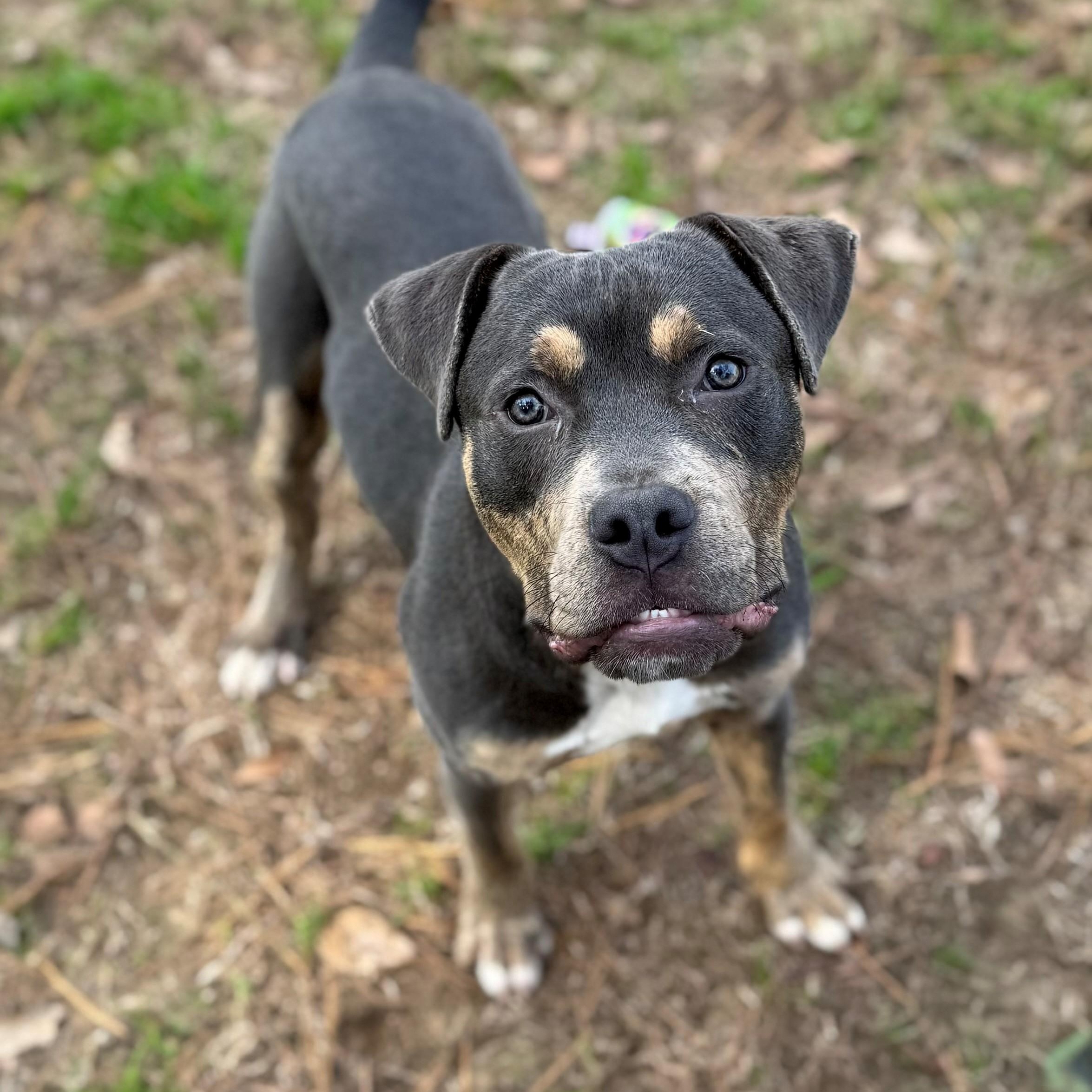 Sampson, ADOPTABLE, Adult Male Mixed Breed.