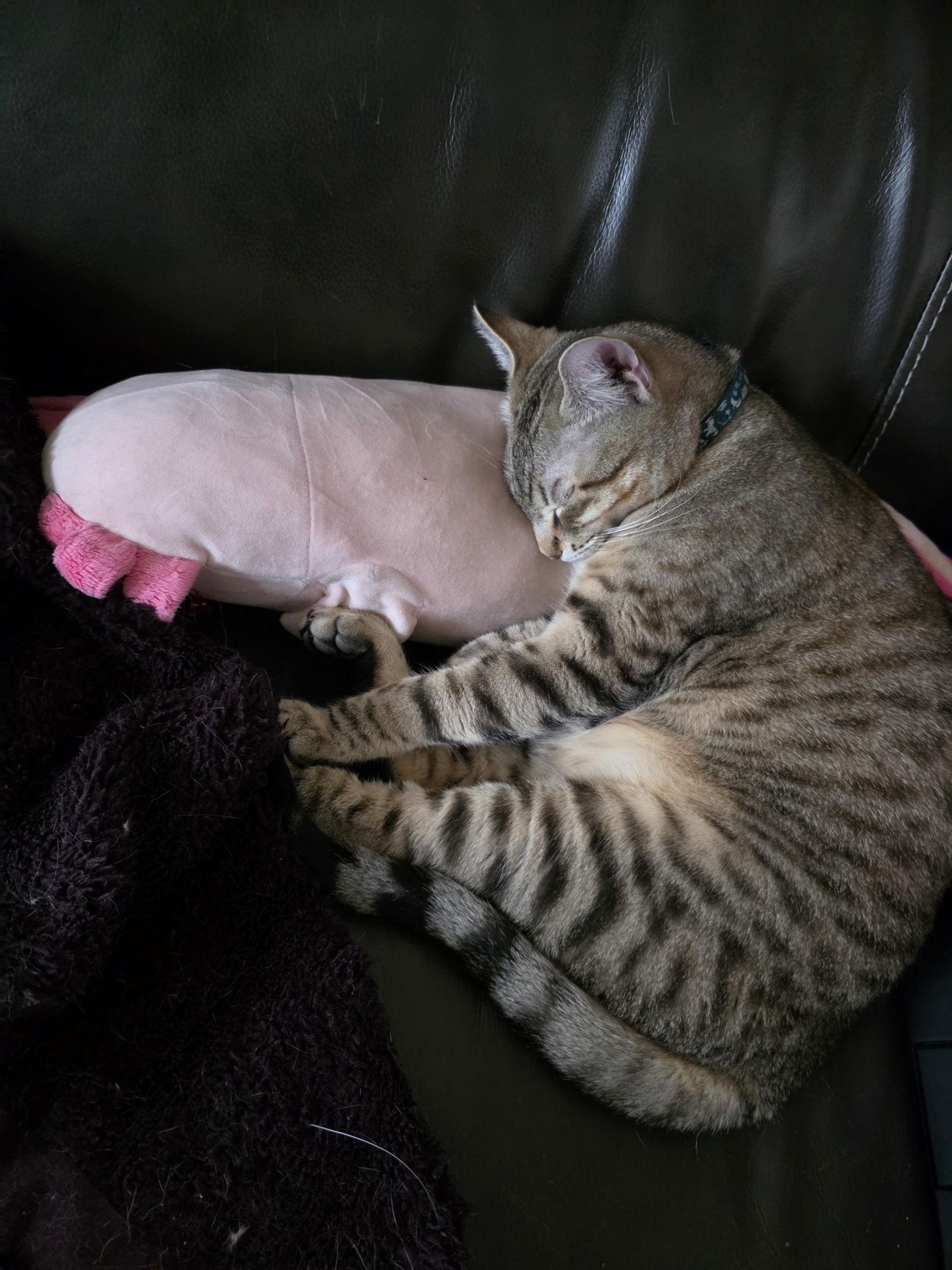 Enlarge Tabernacle C4656, a Adoptable Domestic Short Hair in minneapolis, MN image 1/3