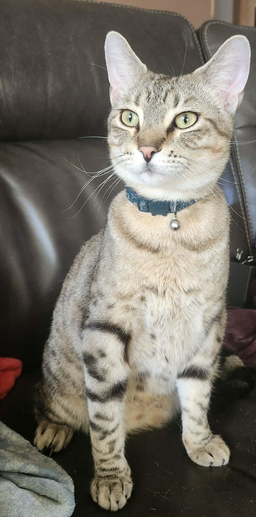 Enlarge Tabernacle C4656, a Adoptable Domestic Short Hair in minneapolis, MN image 3/3