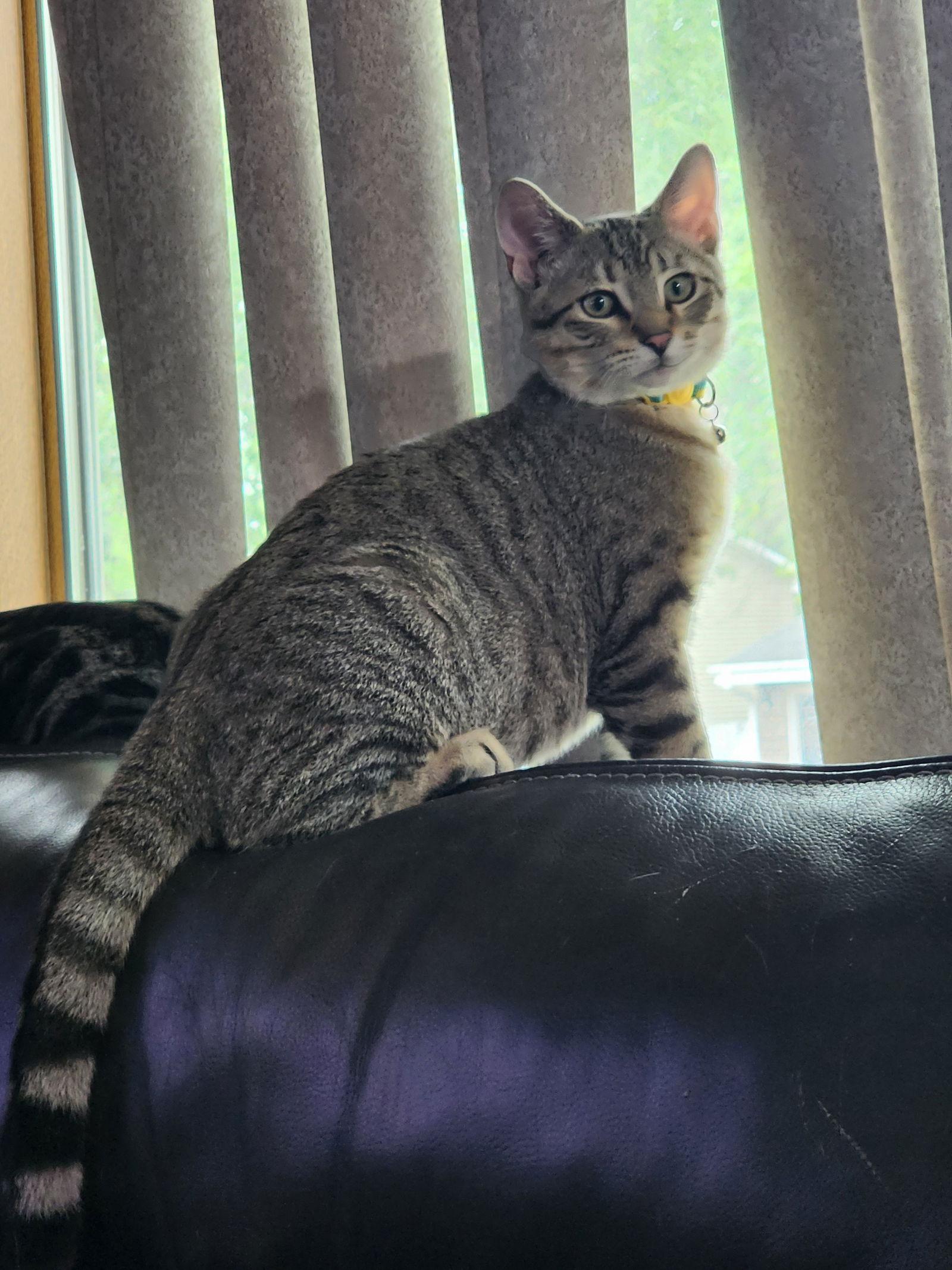 Tabernacle C4656, a Adoptable Domestic Short Hair in minneapolis, MN image 1/3