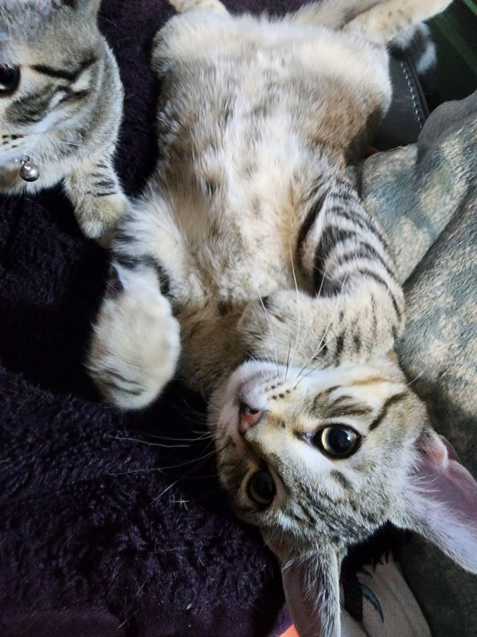 Tabernacle C4656, a Adoptable Domestic Short Hair in minneapolis, MN image 2/3