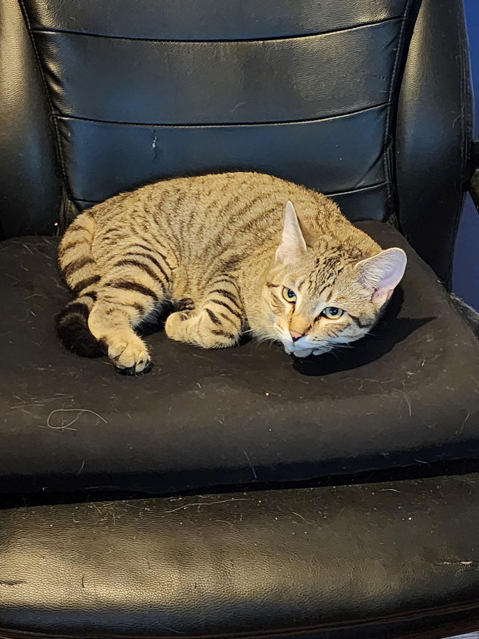 Tabernacle C4656, a Adoptable Domestic Short Hair in minneapolis, MN image 3/3