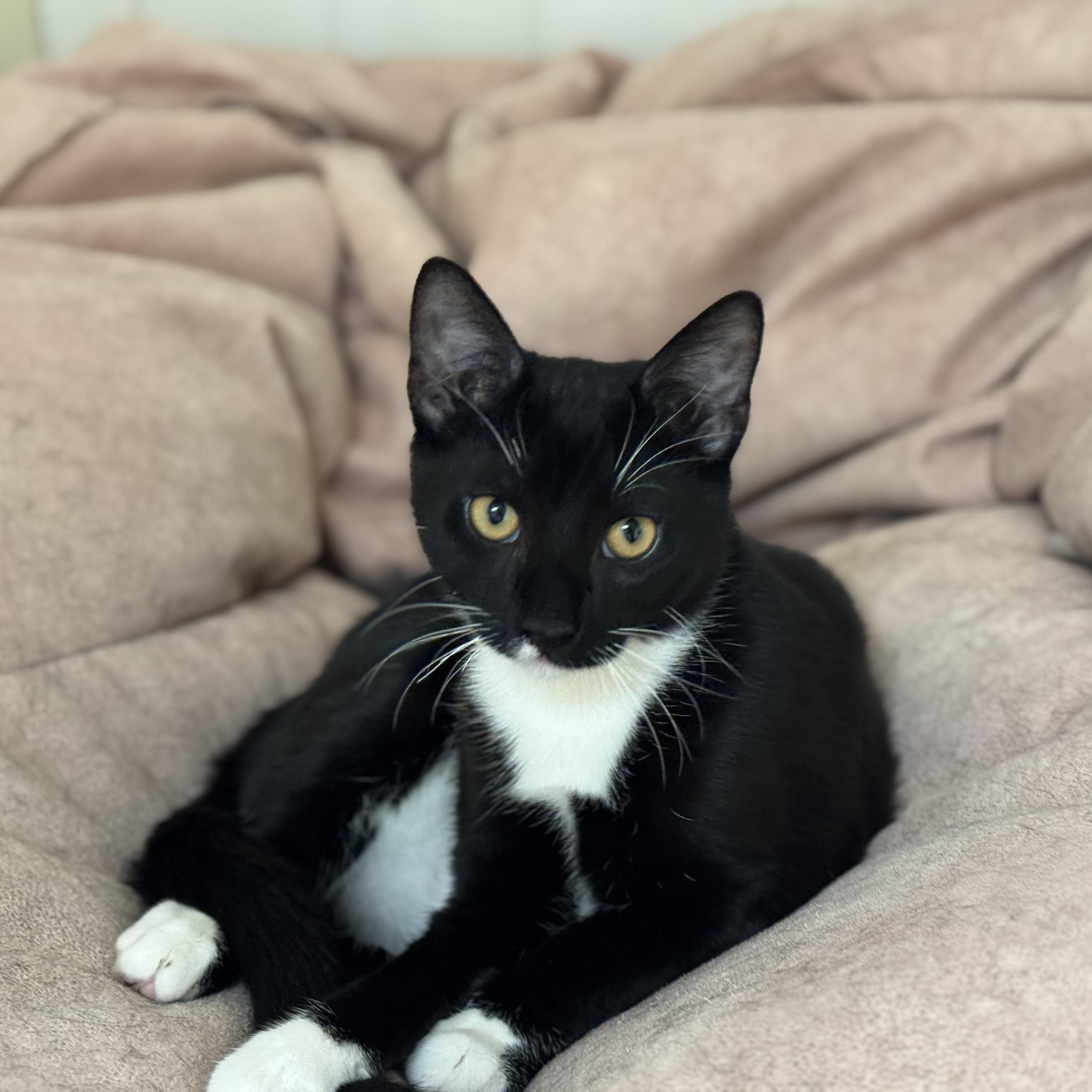 Preston, a Adoptable Tuxedo in Philadelphia, PA image 1/2