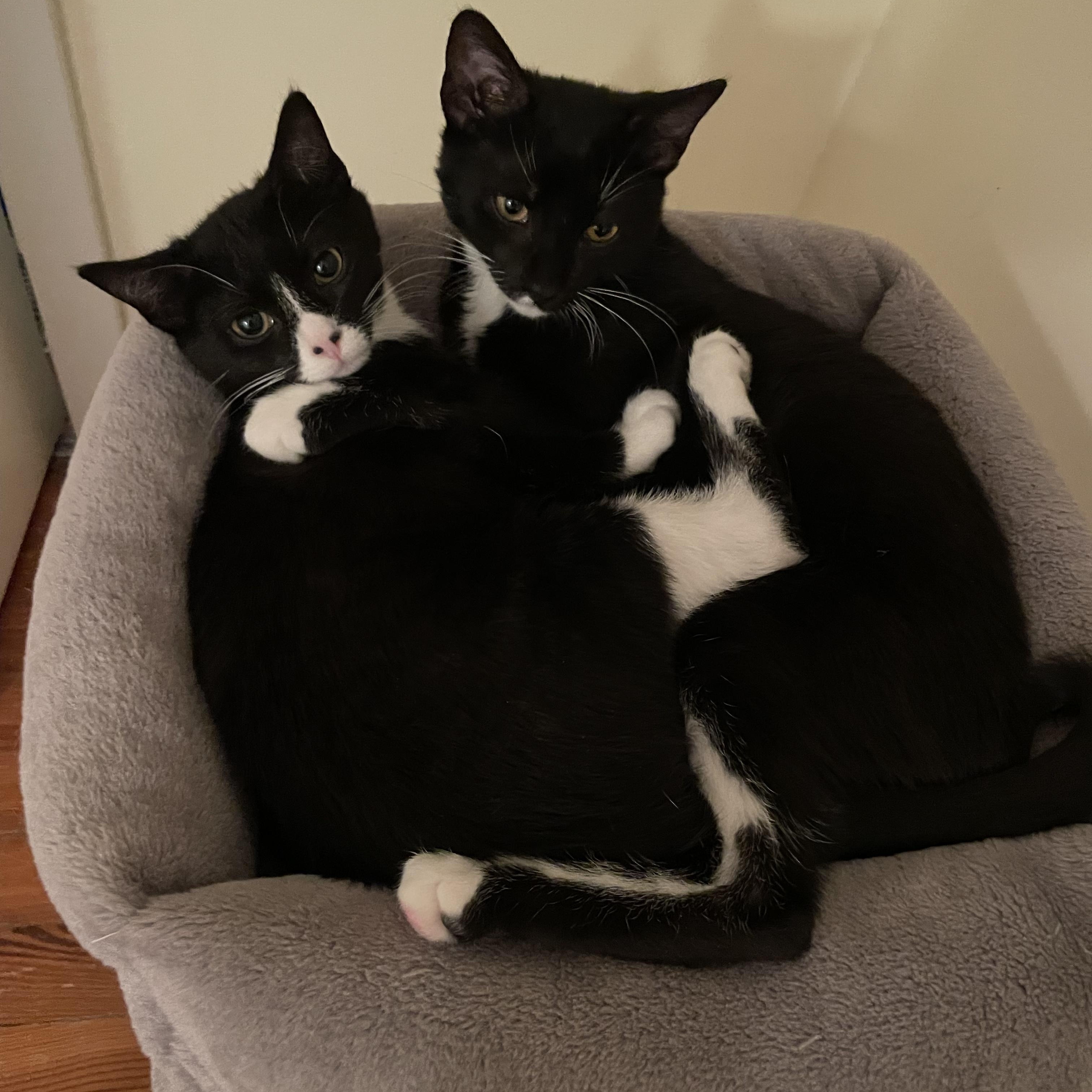 Preston, a Adoptable Tuxedo in Philadelphia, PA image 2/2