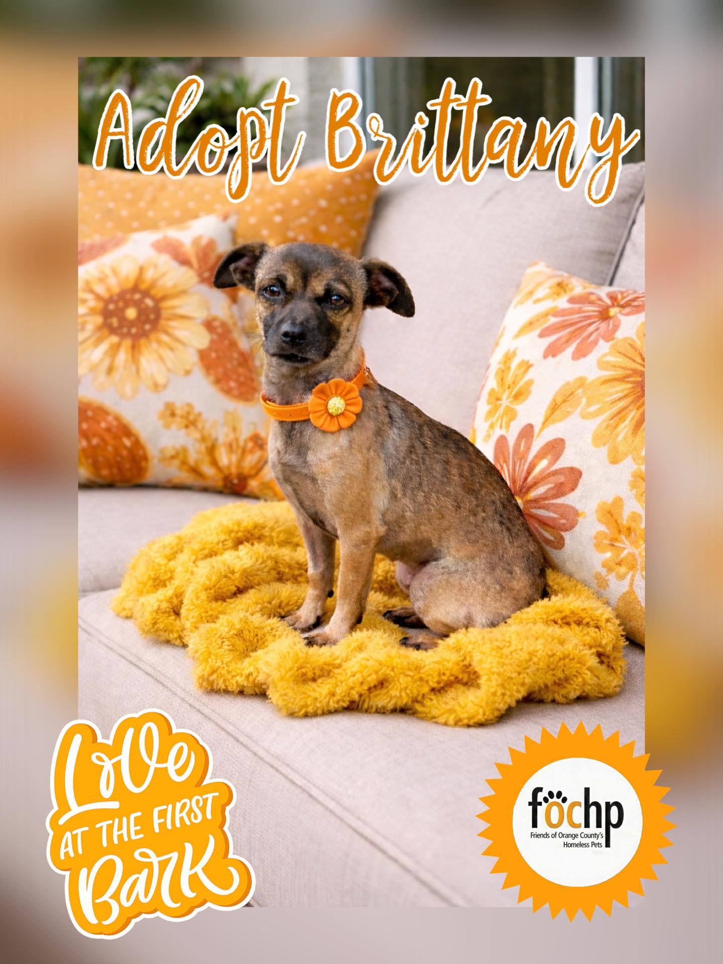 Brittany, Adoptable, Adult Female Chihuahua.