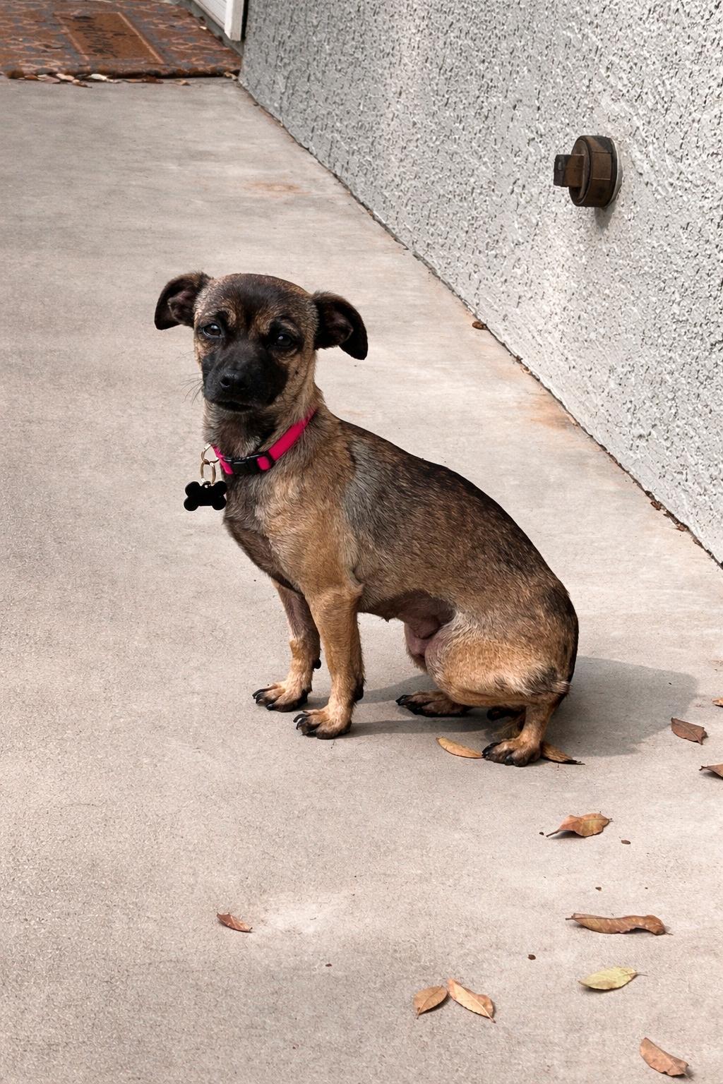 Enlarge Brittany, a Adoptable Chihuahua in Orange, CA image 2/2