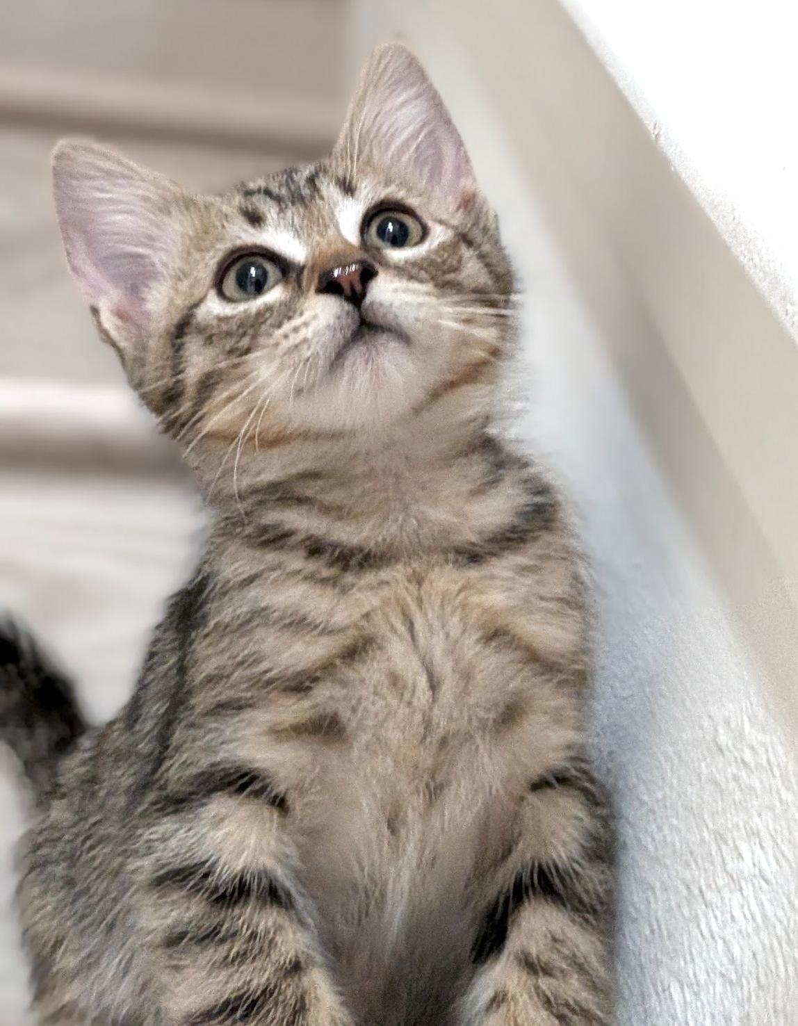 Tiny, a ADOPTABLE Domestic Short Hair in Diamond Bar, CA image 3/4